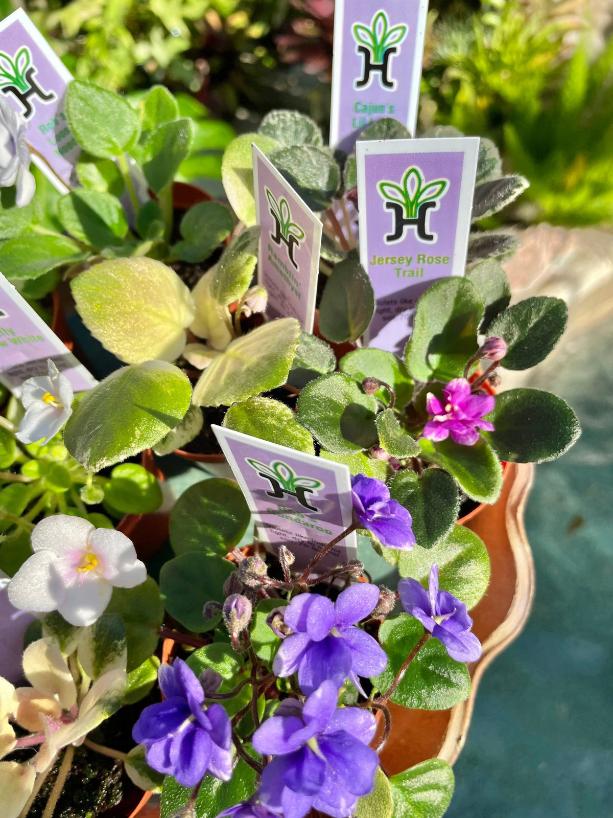 10 miniature Collection house plant mini African Violet Variegated bundle 2” pots flower Pixie Garden Bridal Baby wedding shower favor gift growers choice