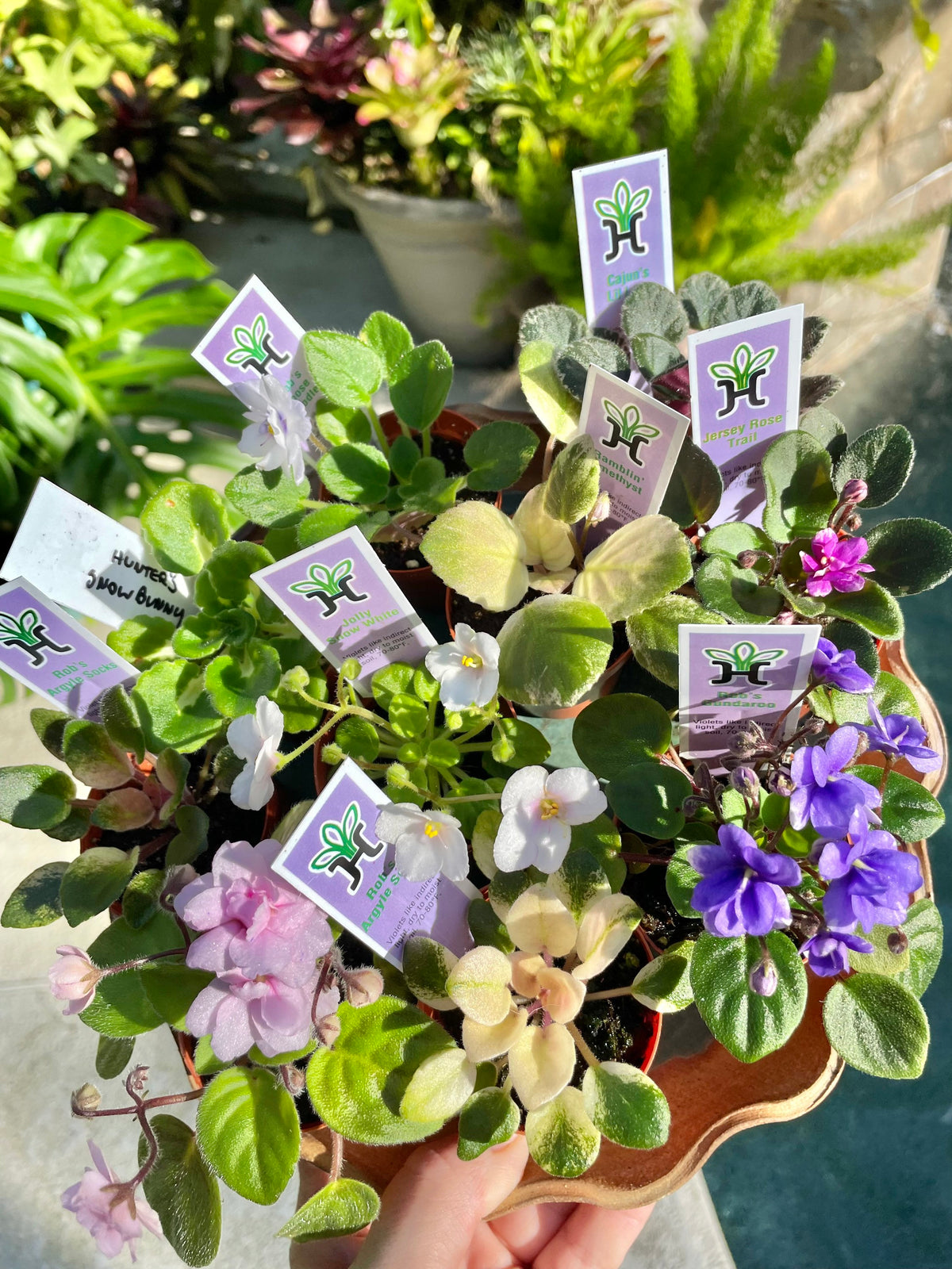 10 miniature Collection house plant mini African Violet Variegated bundle 2” pots flower Pixie Garden Bridal Baby wedding shower favor gift growers choice