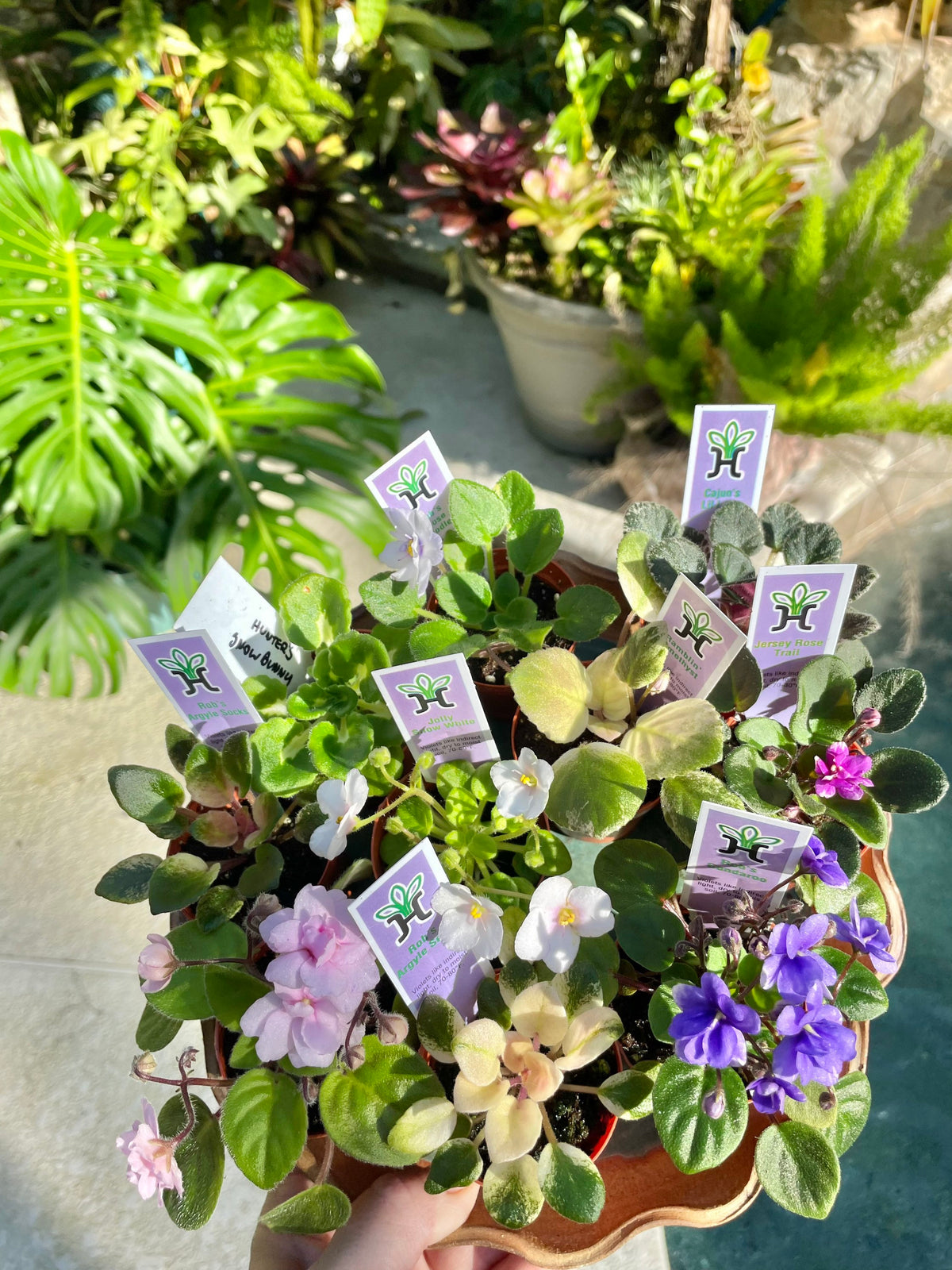 10 miniature Collection house plant mini African Violet Variegated bundle 2” pots flower Pixie Garden Bridal Baby wedding shower favor gift growers choice