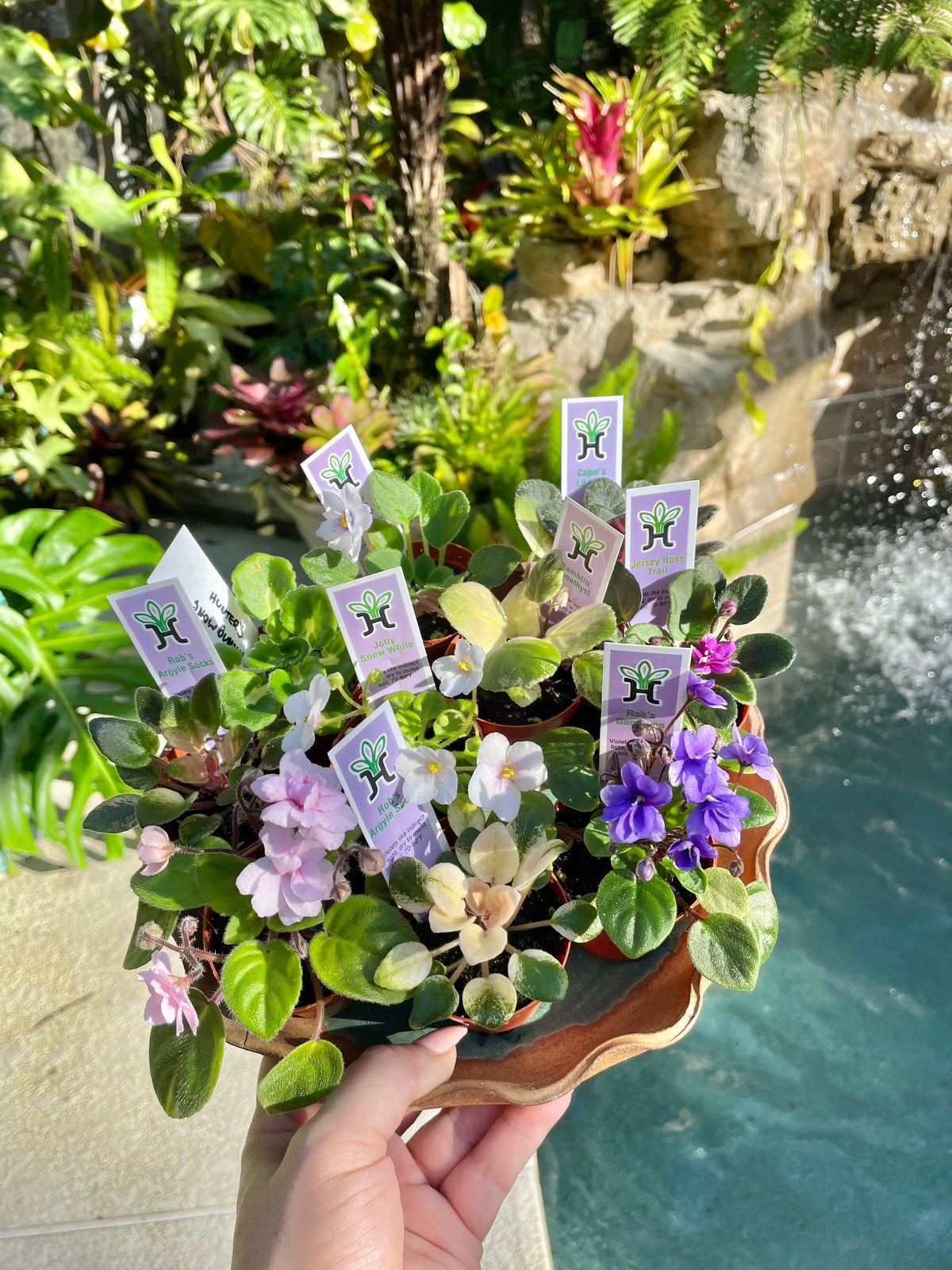 10 miniature Collection house plant mini African Violet Variegated bundle 2” pots flower Pixie Garden Bridal Baby wedding shower favor gift growers choice