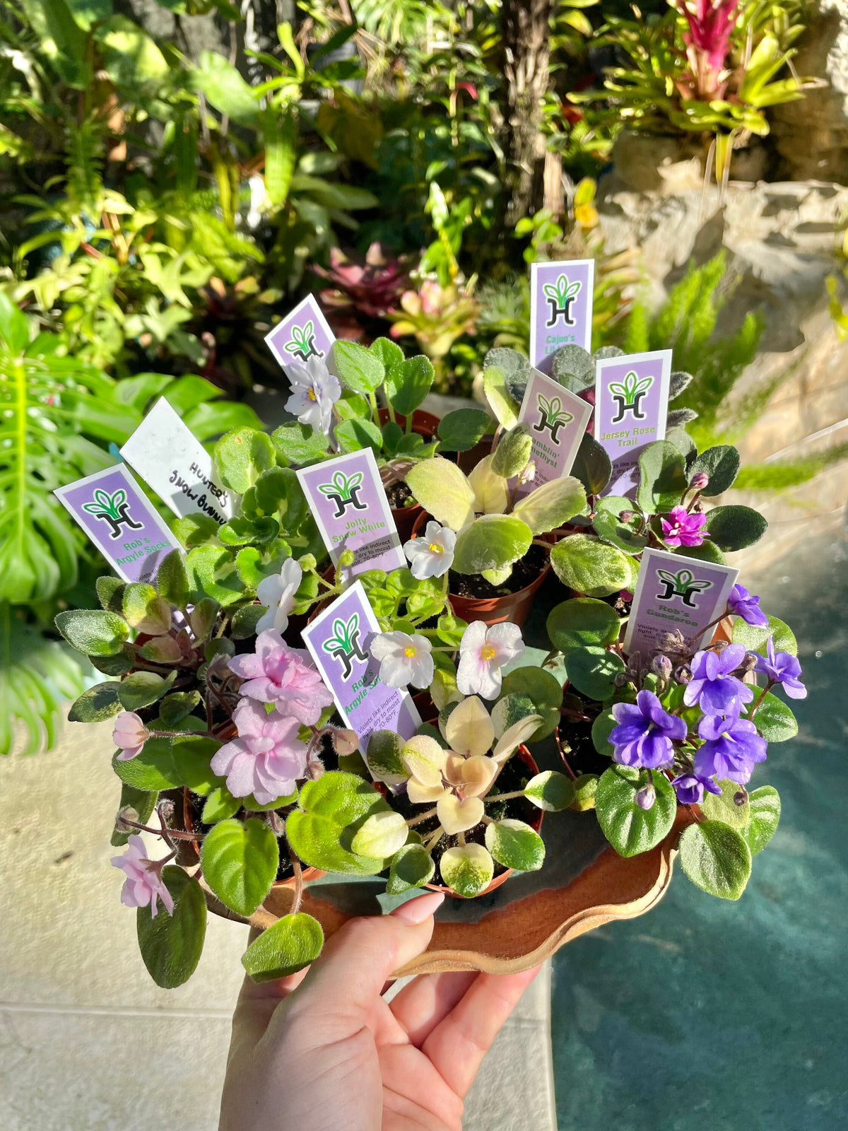 10 miniature Collection house plant mini African Violet Variegated bundle 2” pots flower Pixie Garden Bridal Baby wedding shower favor gift growers choice