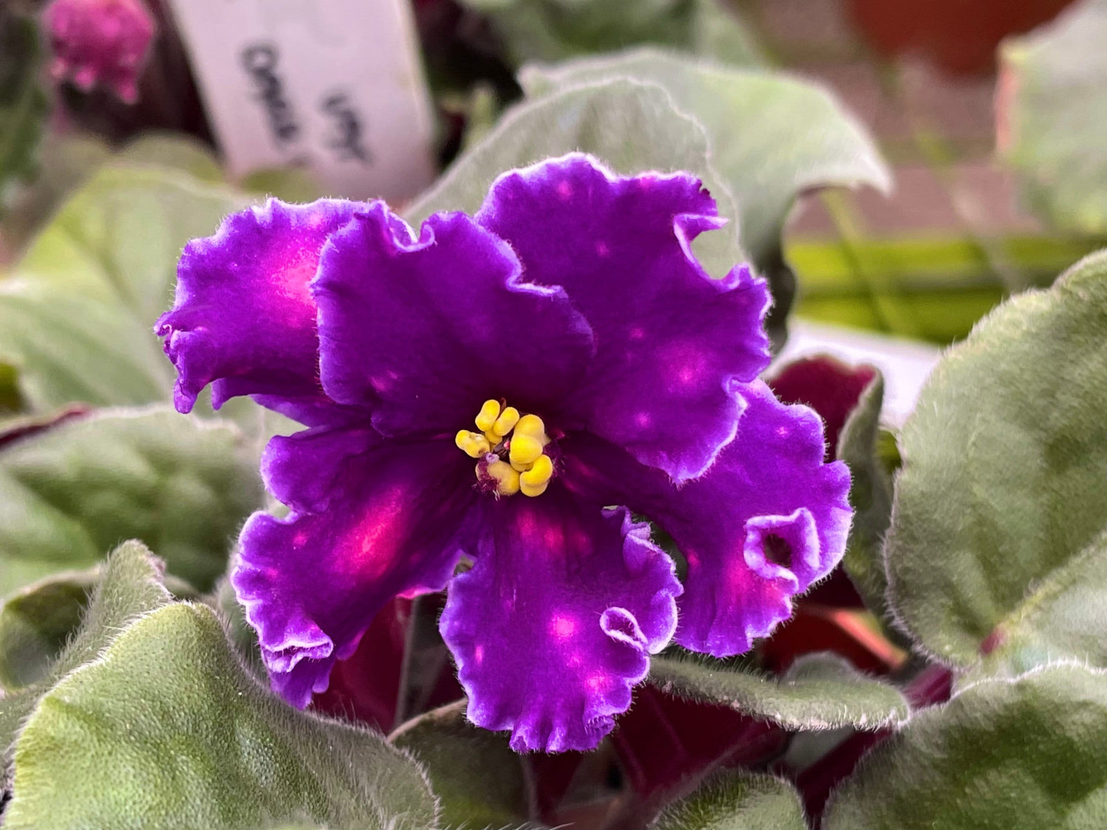 Live house plant variegated fantasy bloom Harmonys African Violet VAT In The Skies garden 4” pot flower Potted gift
