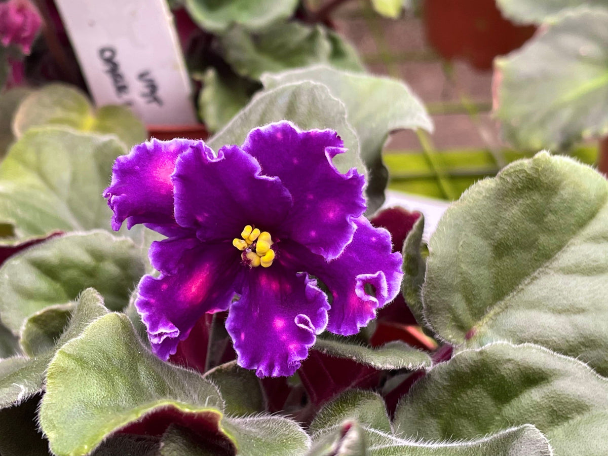 Live house plant variegated fantasy bloom Harmonys African Violet VAT In The Skies garden 4” pot flower Potted gift