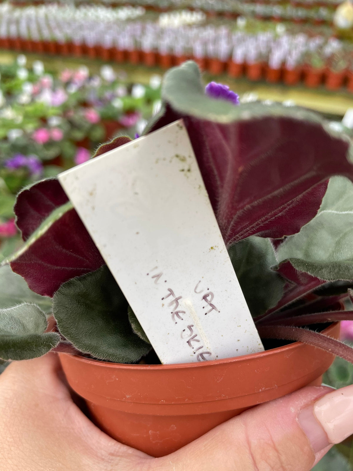 Live house plant variegated fantasy bloom Harmonys African Violet VAT In The Skies garden 4” pot flower Potted gift