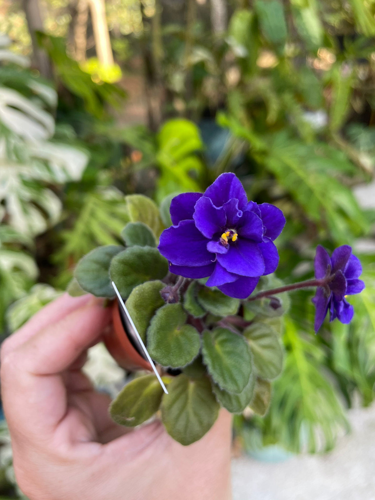 Miniature rare mini Harmonys African Violet  Blue Blaze 2 Potted house plant flower gift pixie