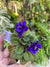 Miniature rare mini Harmonys African Violet  Blue Blaze 2 Potted house plant flower gift pixie