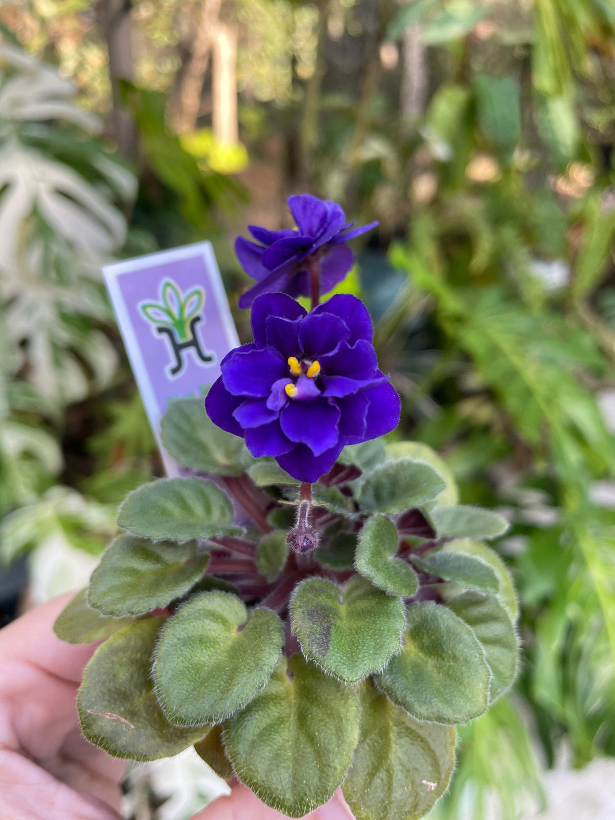 Miniature rare mini Harmonys African Violet  Blue Blaze 2 Potted house plant flower gift pixie