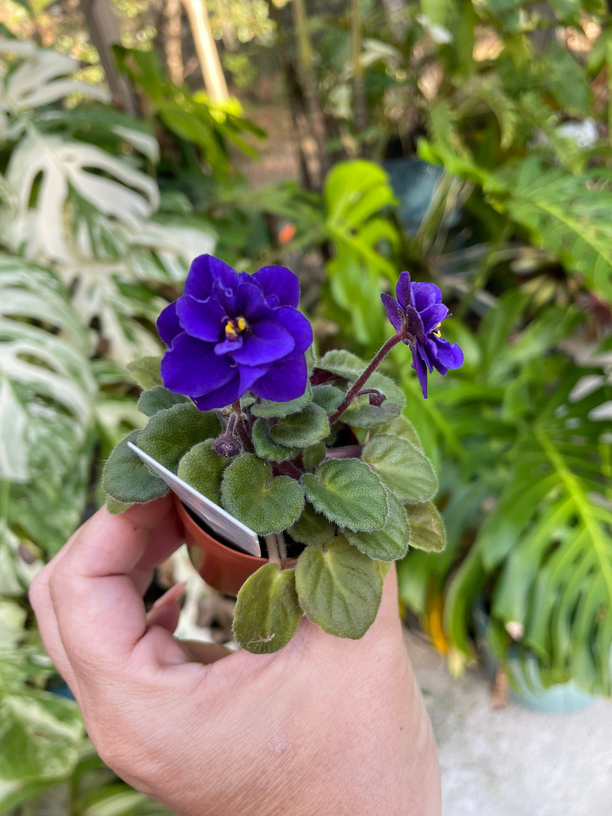 Miniature rare mini Harmonys African Violet  Blue Blaze 2 Potted house plant flower gift pixie