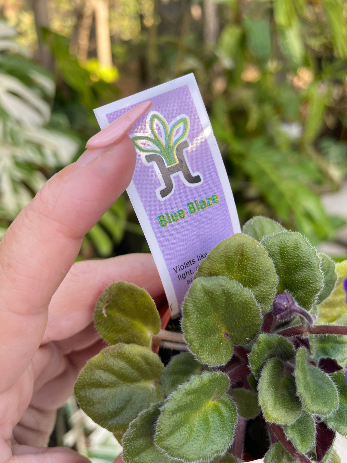 Miniature rare mini Harmonys African Violet  Blue Blaze 2 Potted house plant flower gift pixie