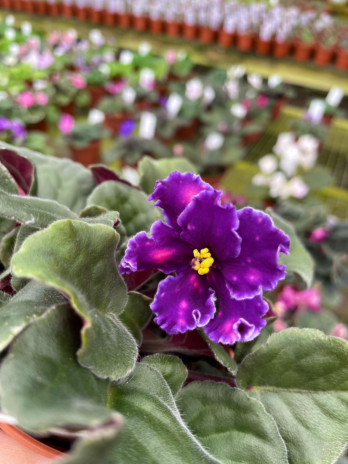 Live house plant variegated fantasy bloom Harmonys African Violet VAT In The Skies garden 4” pot flower Potted gift