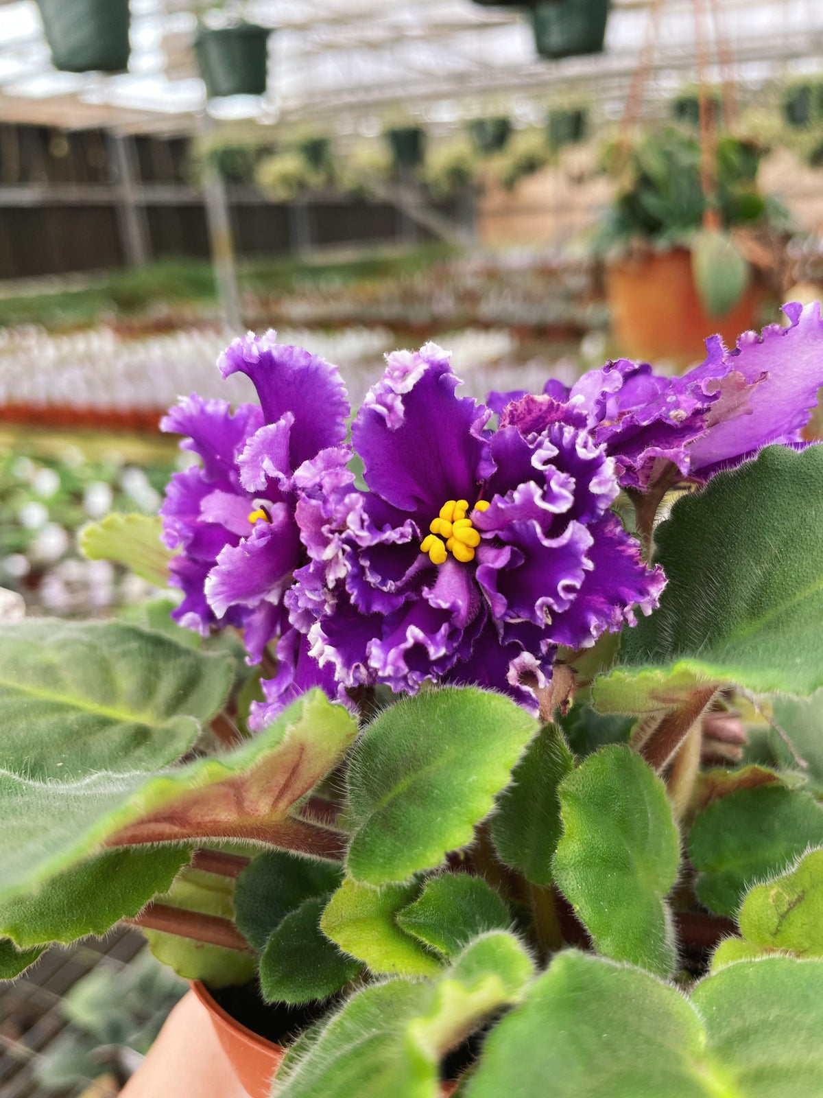 Live house plant variegated fantasy bloom Harmonys African Violet AV Napoleon garden 4 flower Potted gift