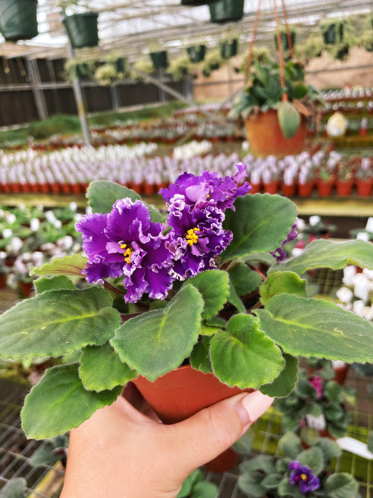 Live house plant variegated fantasy bloom Harmonys African Violet AV Napoleon garden 4 flower Potted gift