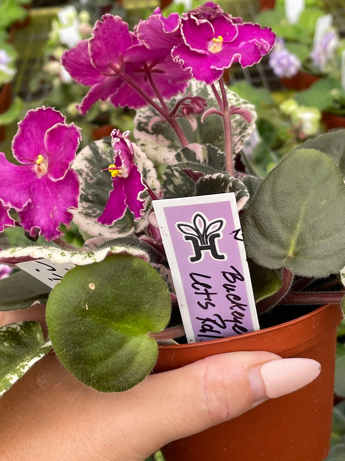 Live house plant variegated bloom Harmonys African Violet Buckeye Lets Roll garden 4 flower Potted gift