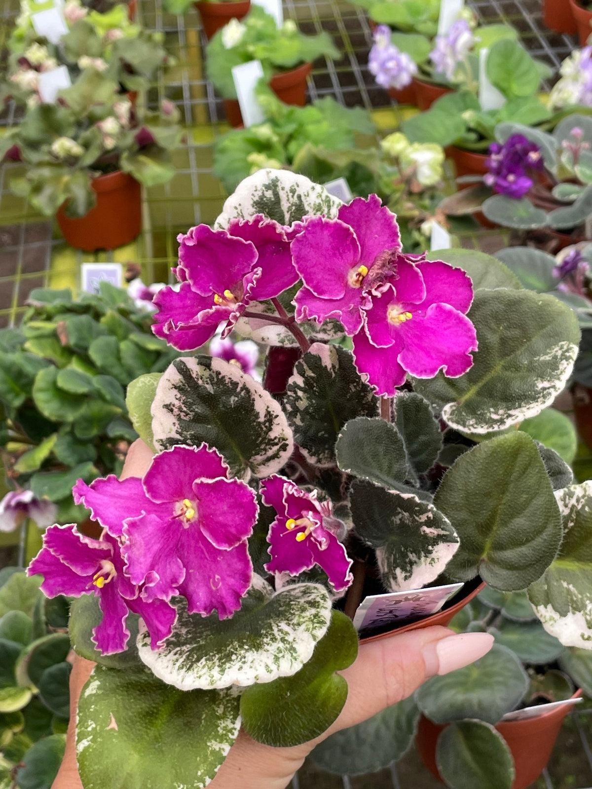 Live house plant variegated bloom Harmonys African Violet Buckeye Lets