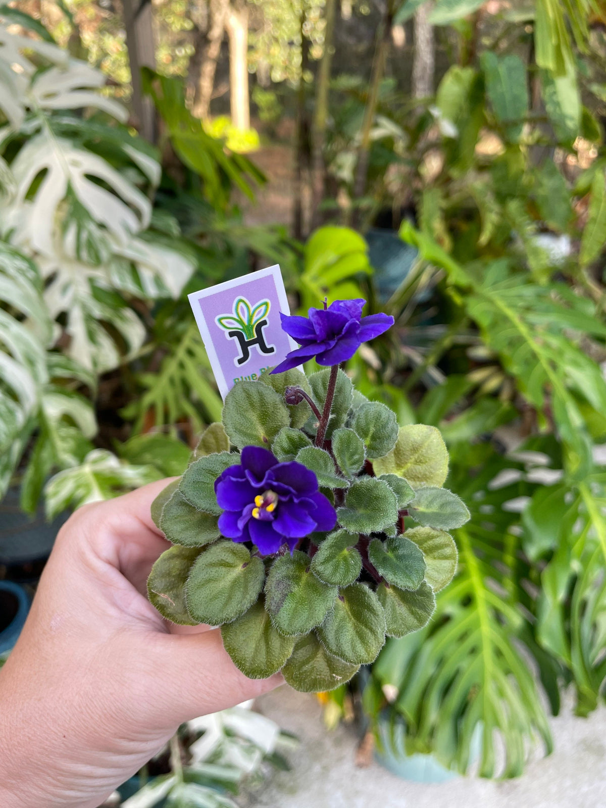 Miniature rare mini Harmonys African Violet  Blue Blaze 2 Potted house plant flower gift pixie