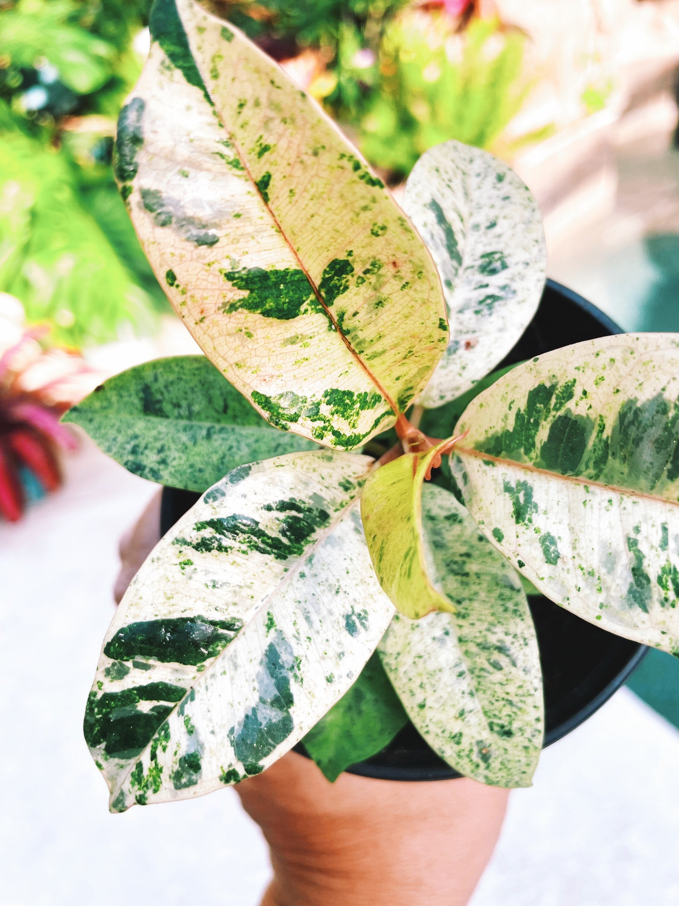 variegated house plant Ficus Elastica Shivereana Moonshine Mint Variegated House Plant 4” pot