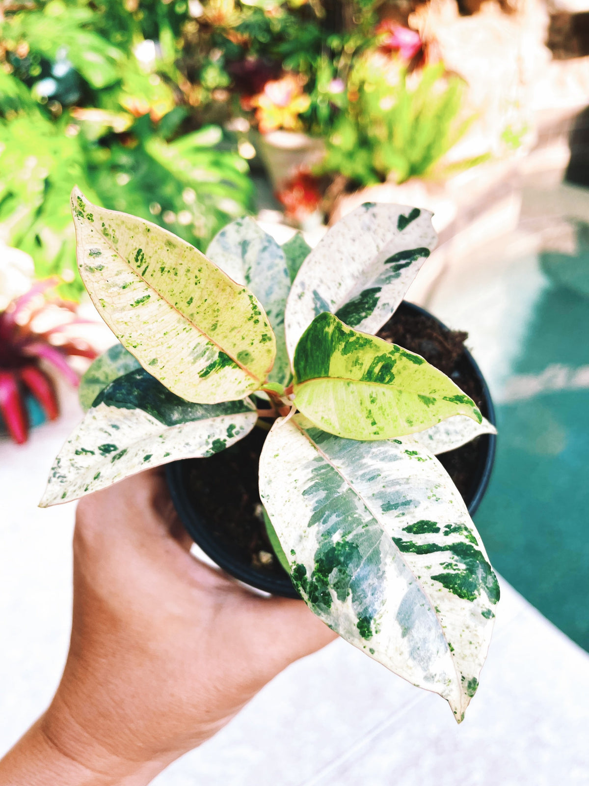 Ficus Elastica Shivereana Moonshine Mint Variegated House Plant 4” pot Potted