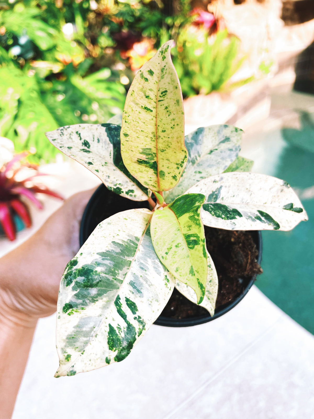 Ficus Elastica Shivereana Moonshine Mint Variegated House Plant 4” pot Potted