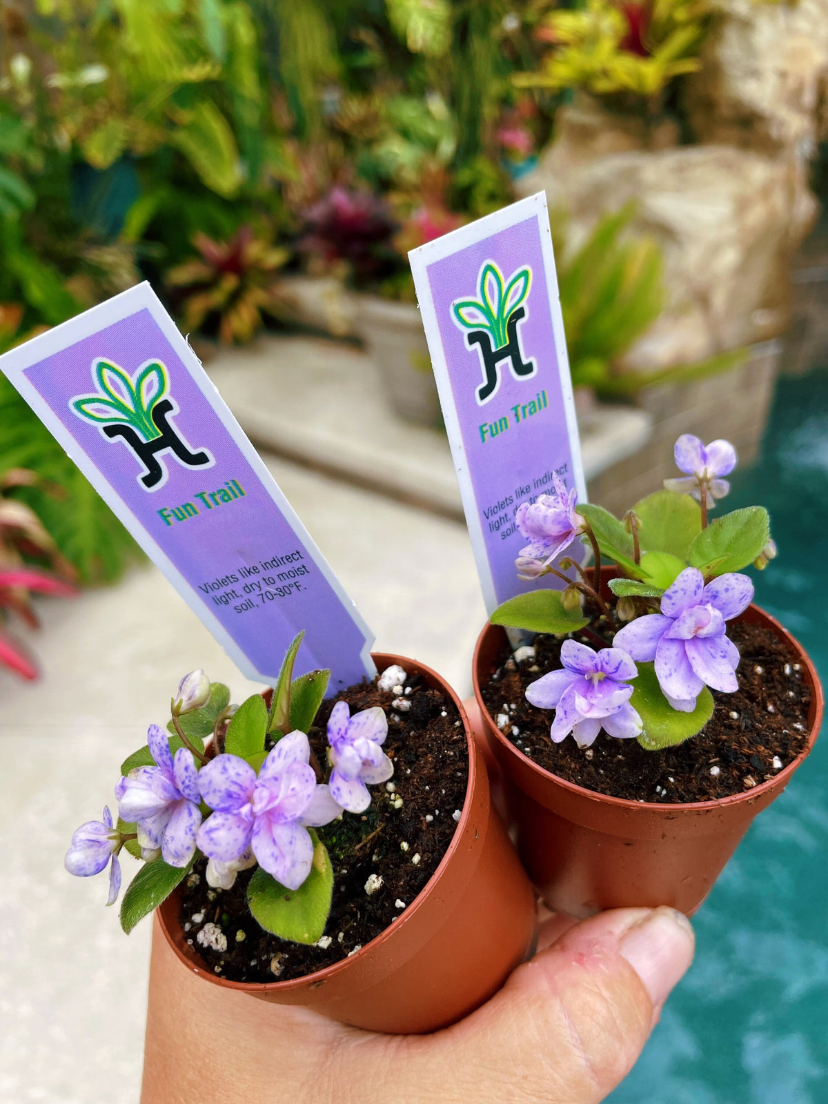 House plant mini pixie variegated Fantasy bloom African Violet Fun Trail 2” pot flower garden gift