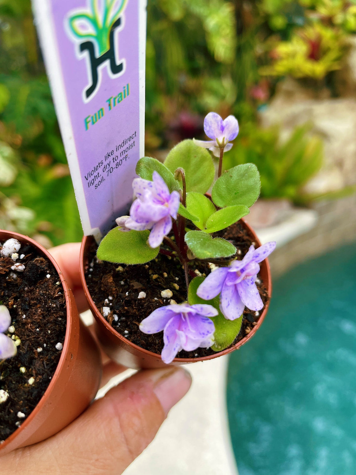 House plant mini pixie variegated Fantasy bloom African Violet Fun Trail 2” pot flower garden gift