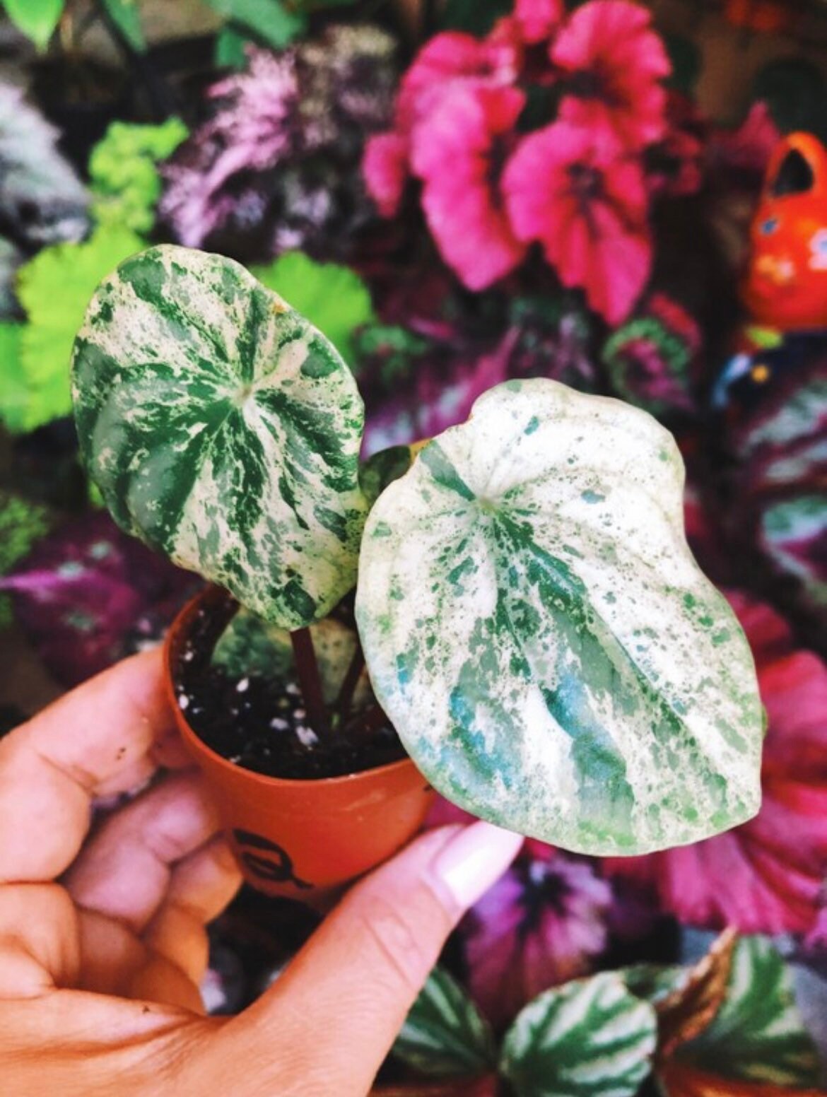 Harmonys Variegated Watermelon Peperomia Gold Dust Woman 2 Potted Hous