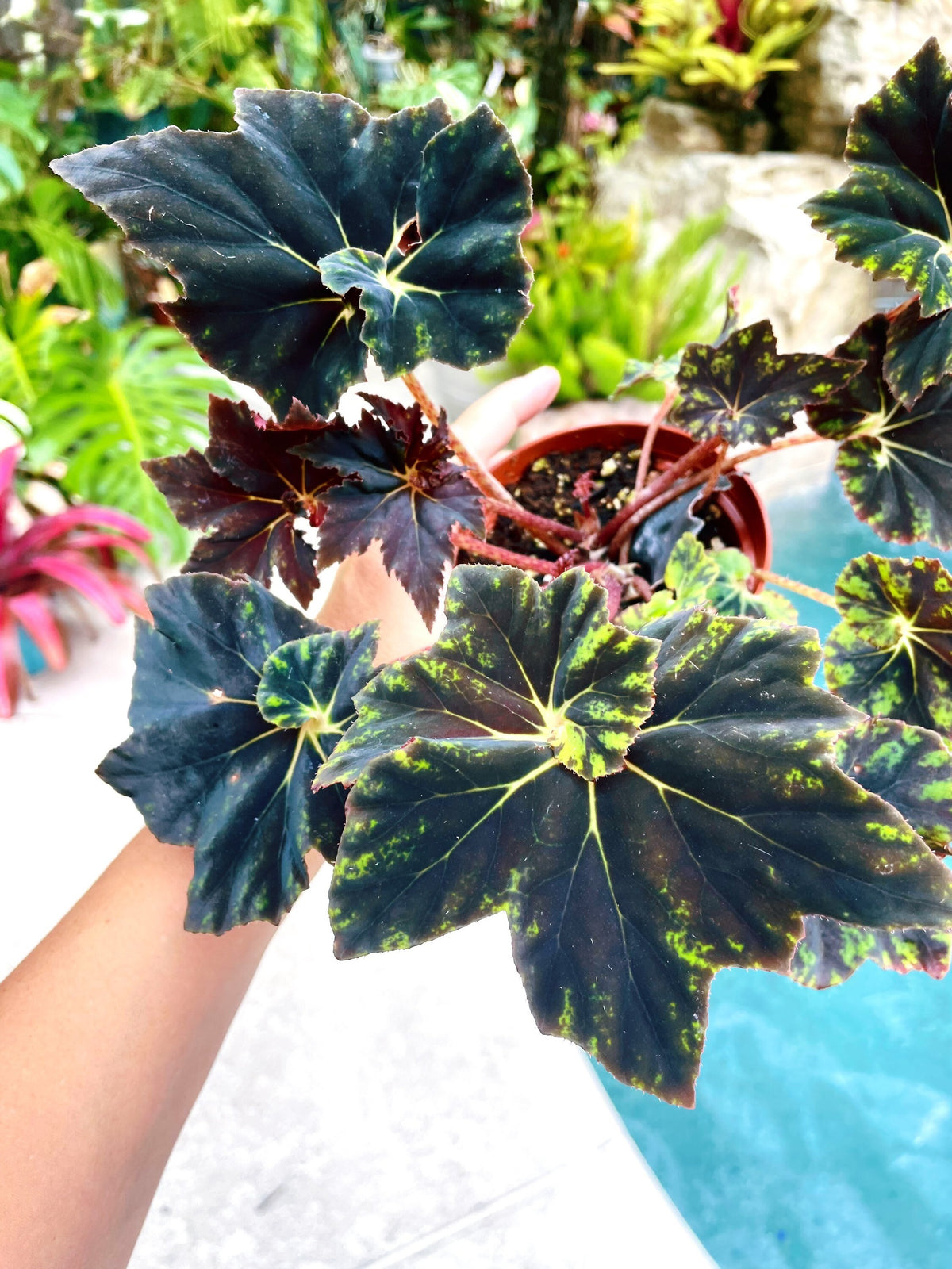 RARE Rex Begonia Black &amp; Blue Iridescent Shimmer Live House Plant Potted 4” gift