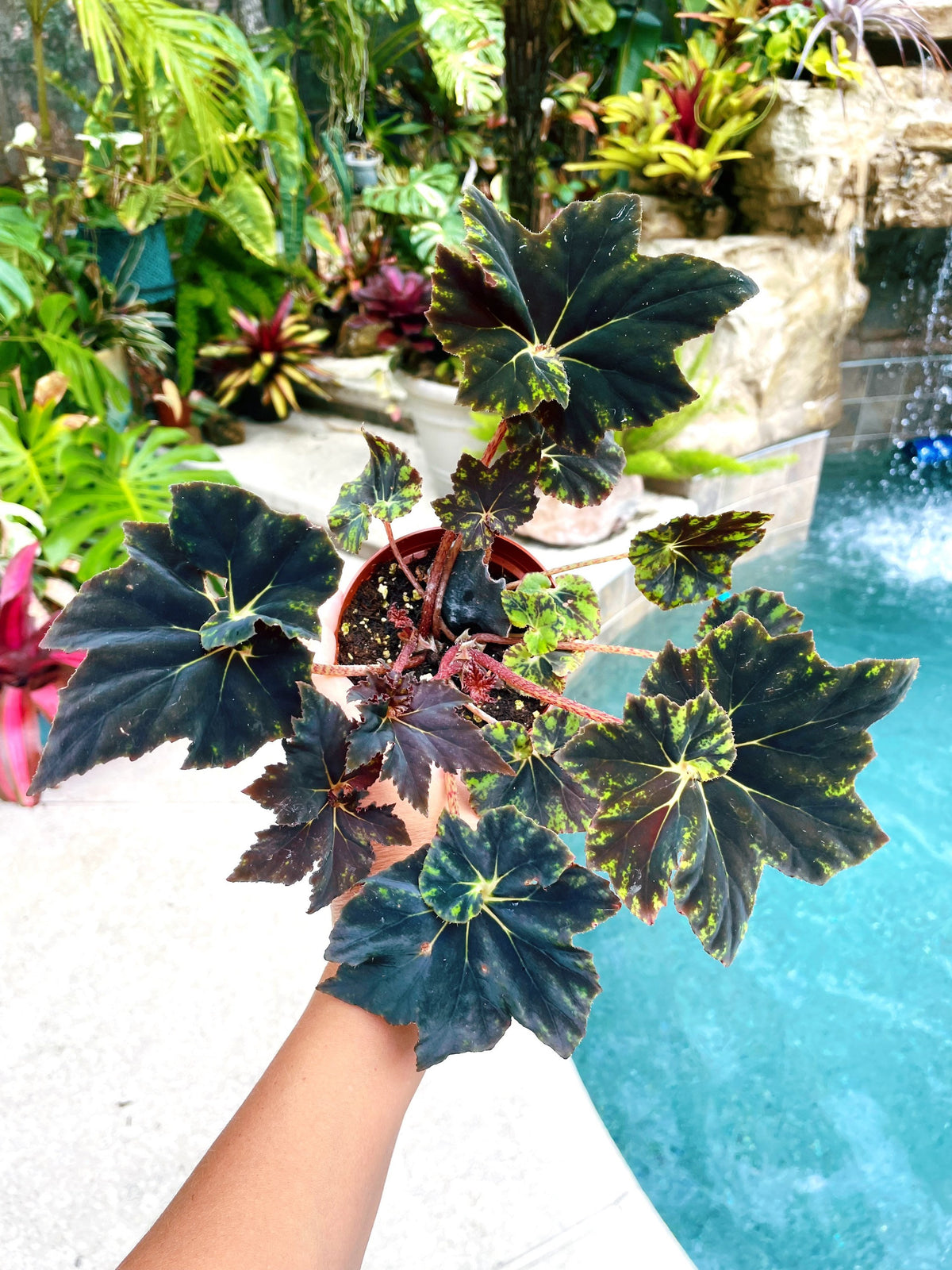 RARE Rex Begonia Black &amp; Blue Iridescent Shimmer Live House Plant Potted 4” gift