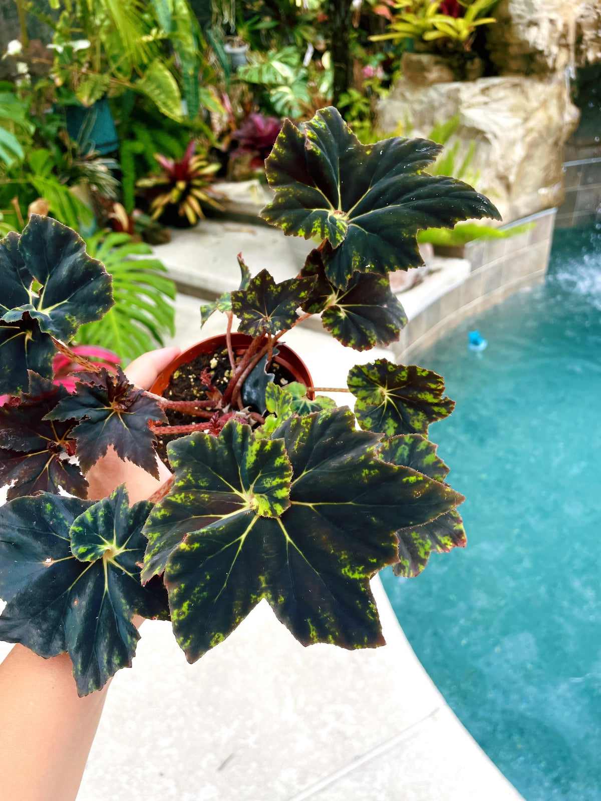 RARE Rex Begonia Black &amp; Blue Iridescent Shimmer Live House Plant Potted 4” gift