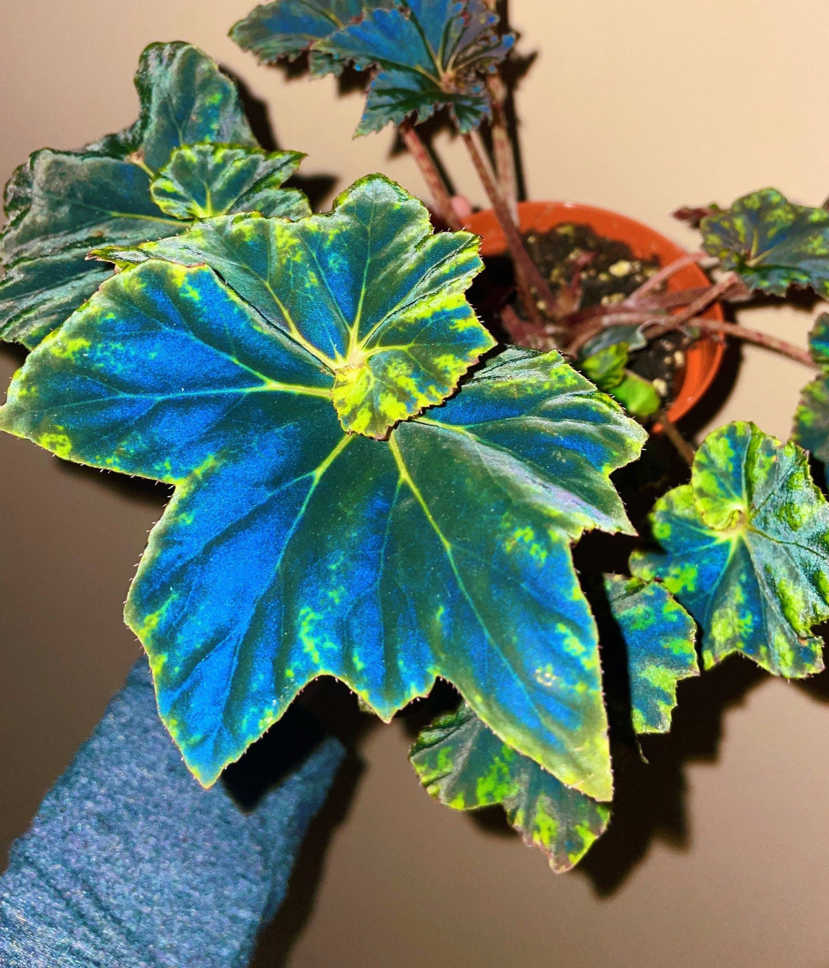 RARE Rex Begonia Black &amp; Blue Iridescent Shimmer Live House Plant Potted 4” gift