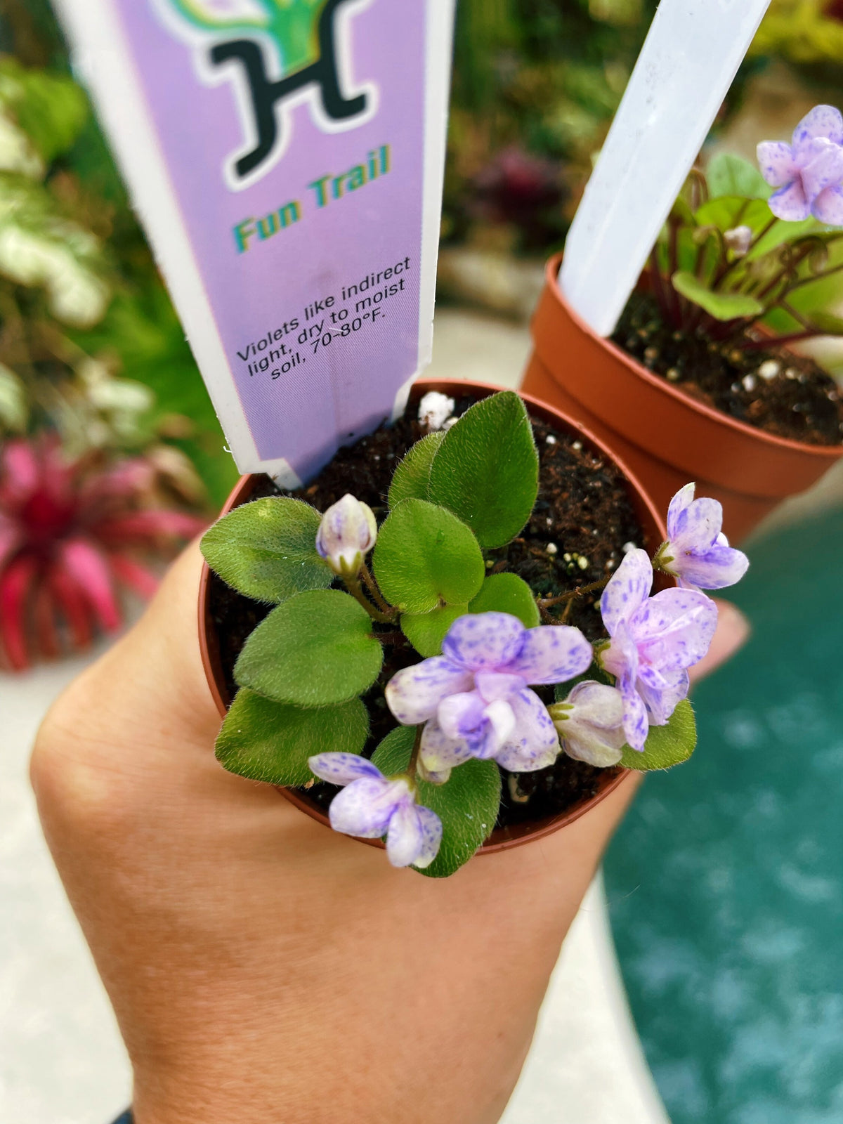 House plant mini pixie variegated Fantasy bloom African Violet Fun Trail 2” pot flower garden gift