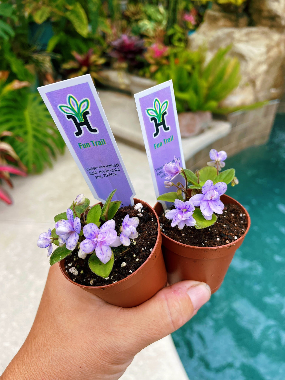 House plant mini pixie variegated Fantasy bloom African Violet Fun Trail 2” pot flower garden gift