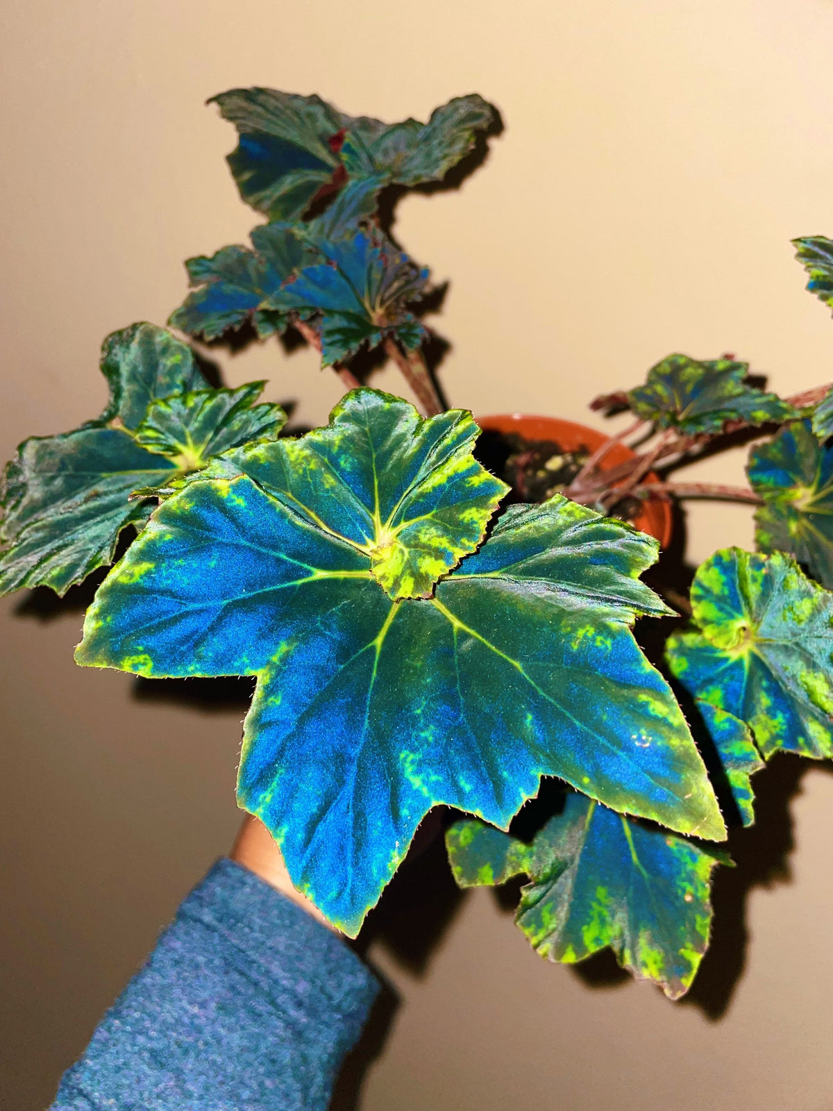 RARE Rex Begonia Black &amp; Blue Iridescent Shimmer Live House Plant Potted 4” gift