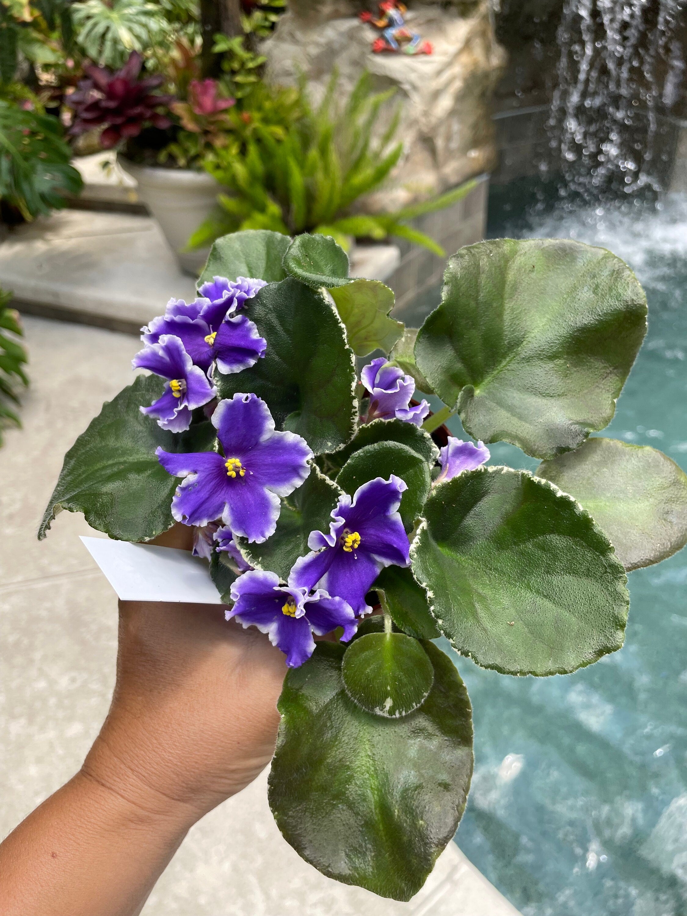 fuchsia house plant Live house plant huge ruffled Fuchsia bloom variegated Harmonys African Violet VAT King of Peas garden 4” pot flower Potted gift