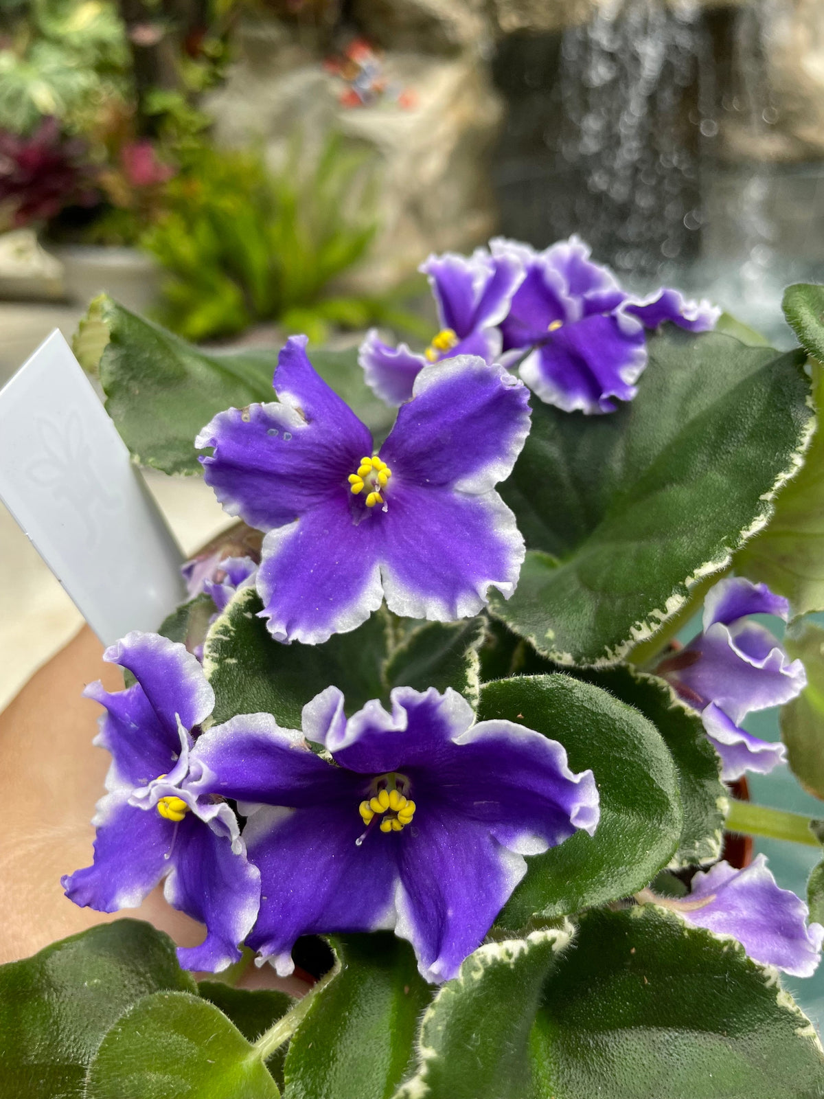 Live house plant huge ruffled Fuchsia bloom variegated Harmonys African Violet VAT King of Peas garden 4” pot flower Potted gift