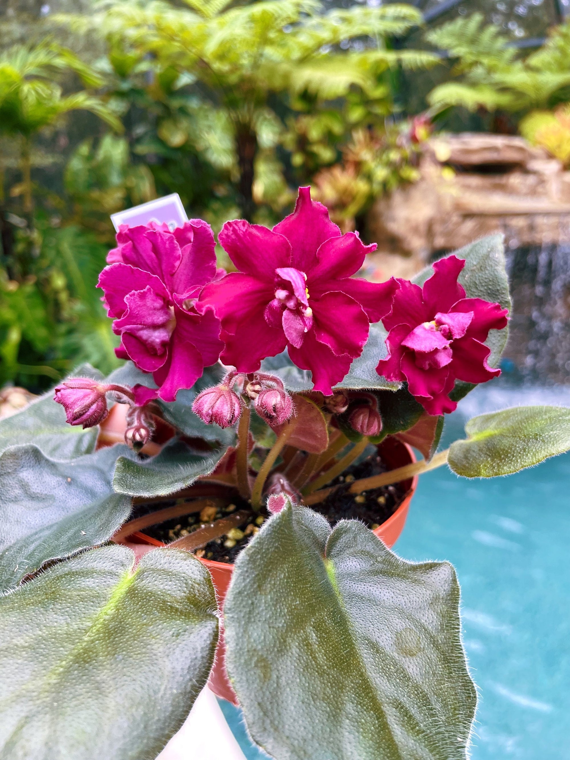 Live house plant Fuchsia Pink Harmonys African Violet EK Socialite garden 4 flower Potted gift