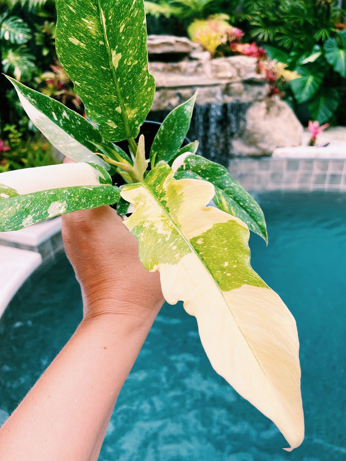 Highly Variegated Philodendron Ring of Fire Tricolor Galaxy 4” pot potted plant gift Growers Choice aroid