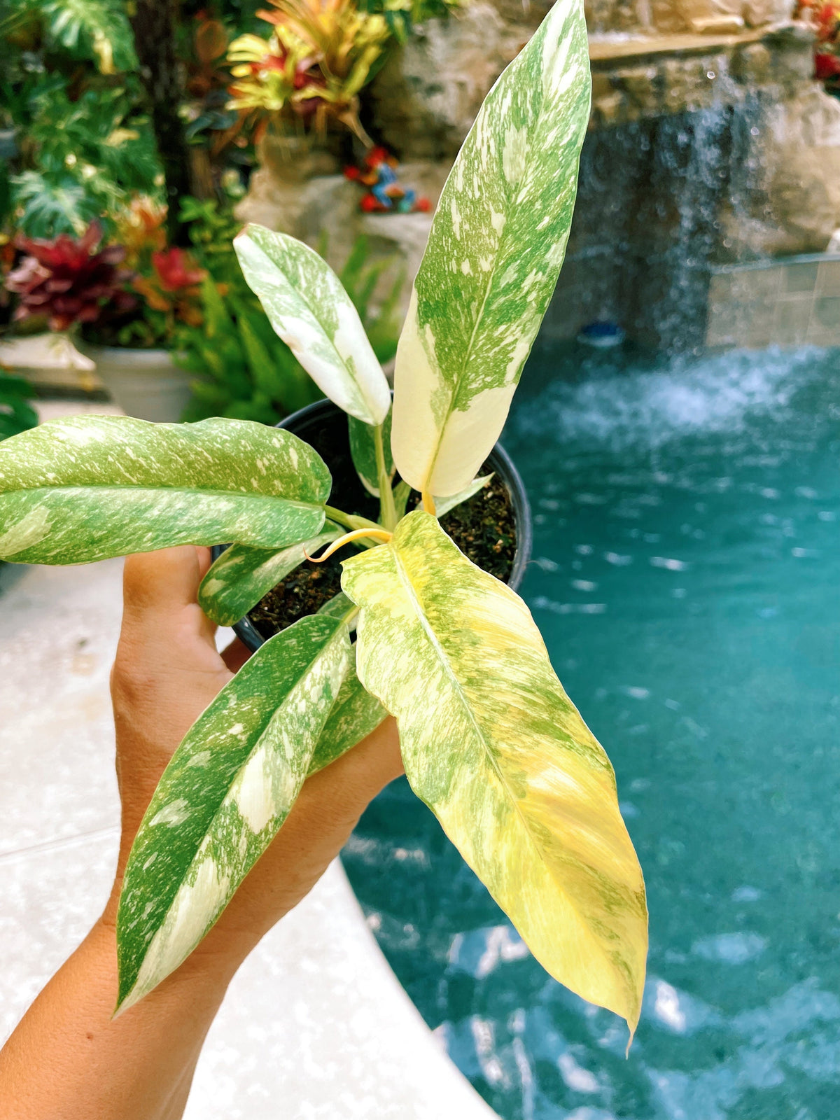 Highly Variegated Philodendron Ring of Fire Tricolor Galaxy 4” pot potted plant gift Growers Choice aroid