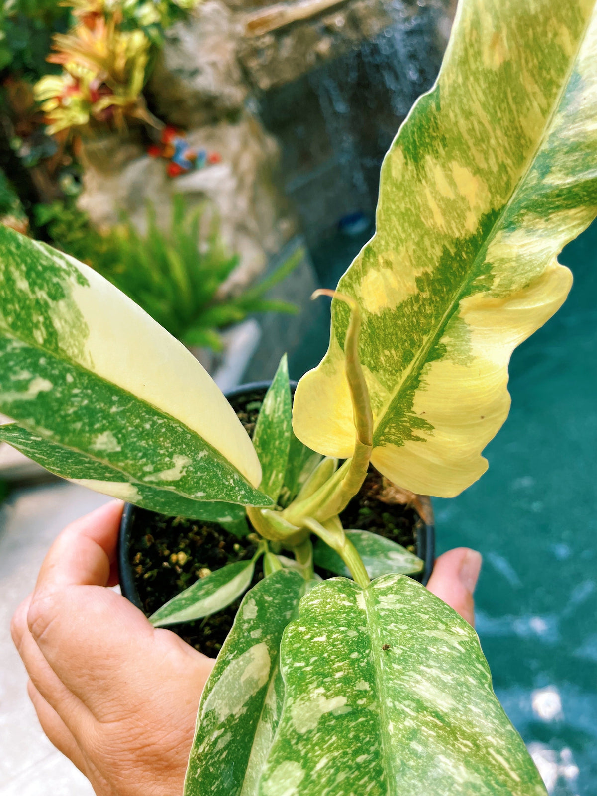 Highly Variegated Philodendron Ring of Fire Tricolor Galaxy 4” pot potted plant gift Growers Choice aroid