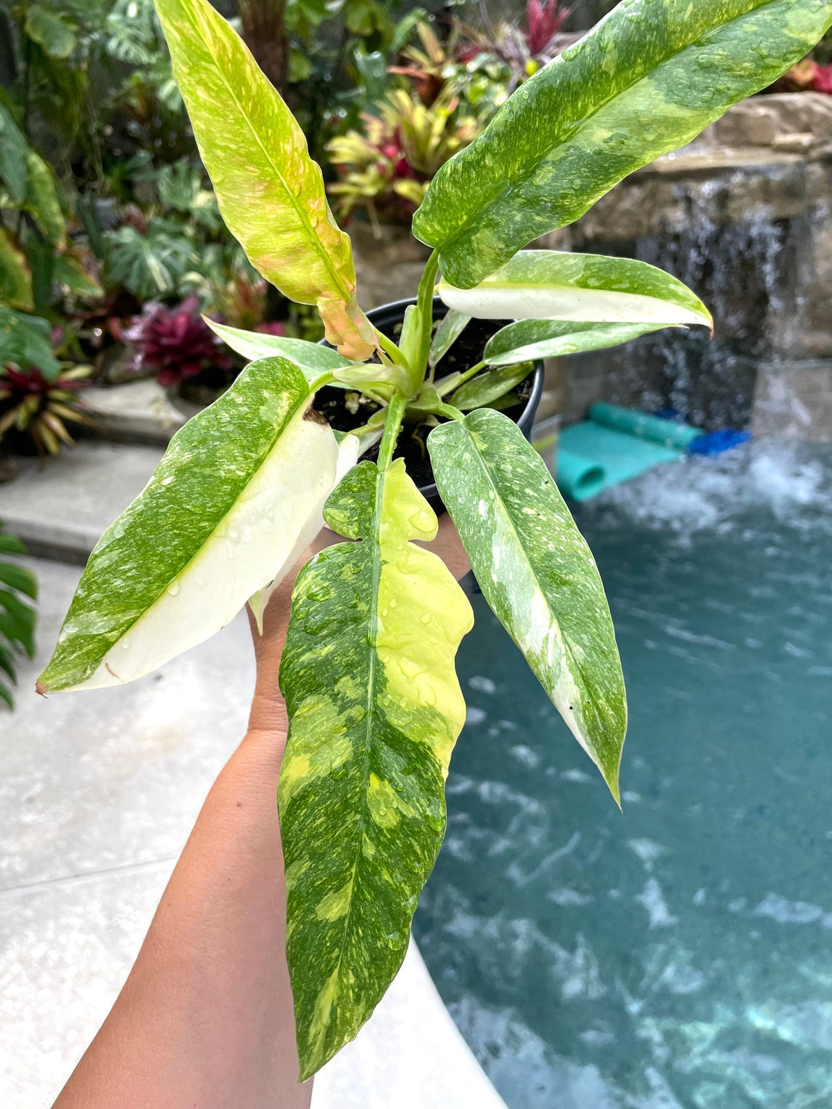 Highly Variegated Philodendron Ring of Fire Tricolor Galaxy 4” pot potted plant gift Growers Choice aroid