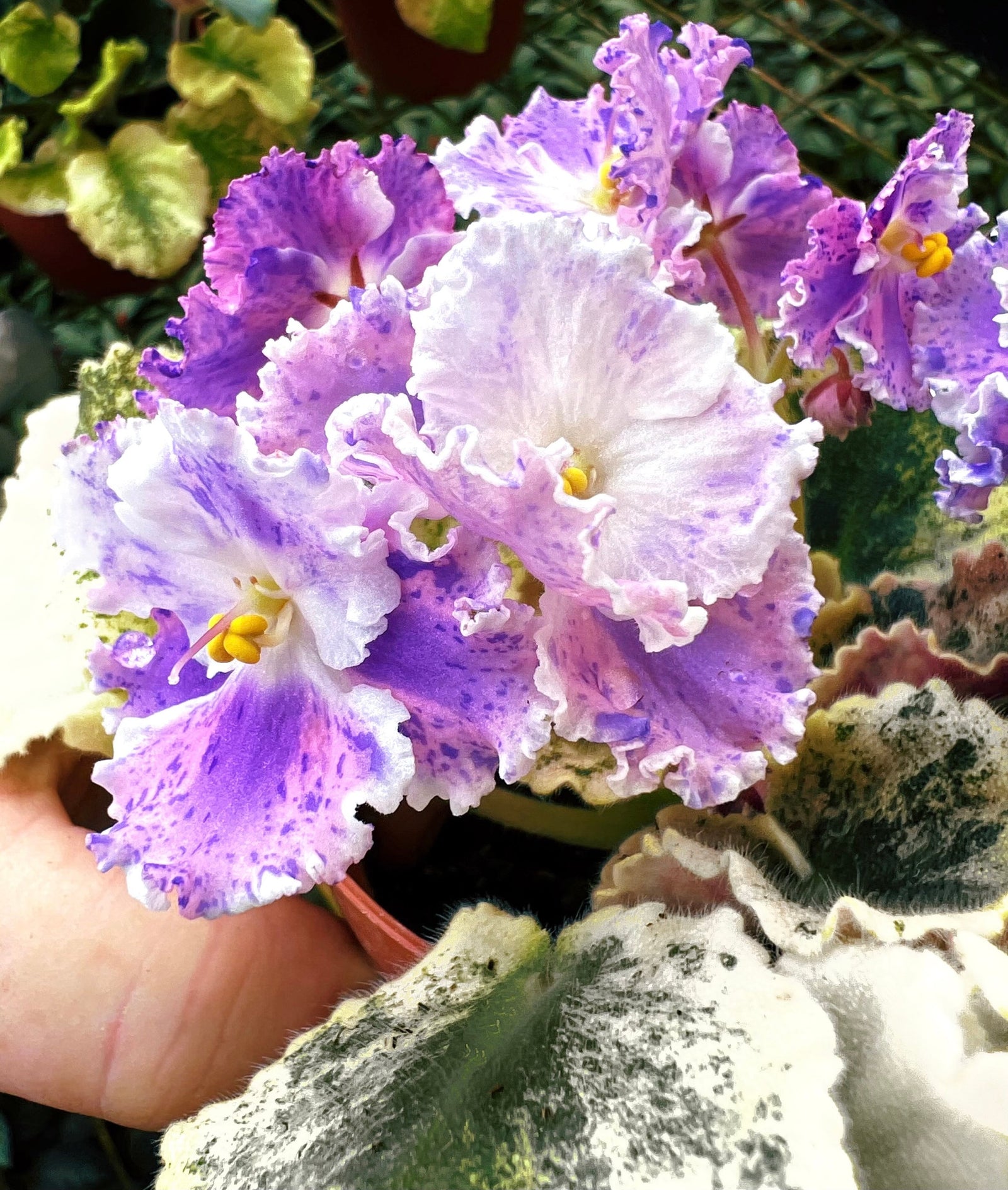 Live house plant variegated fantasy bloom African Violet Harmonys Love Bug garden 4” pot flower Potted gift