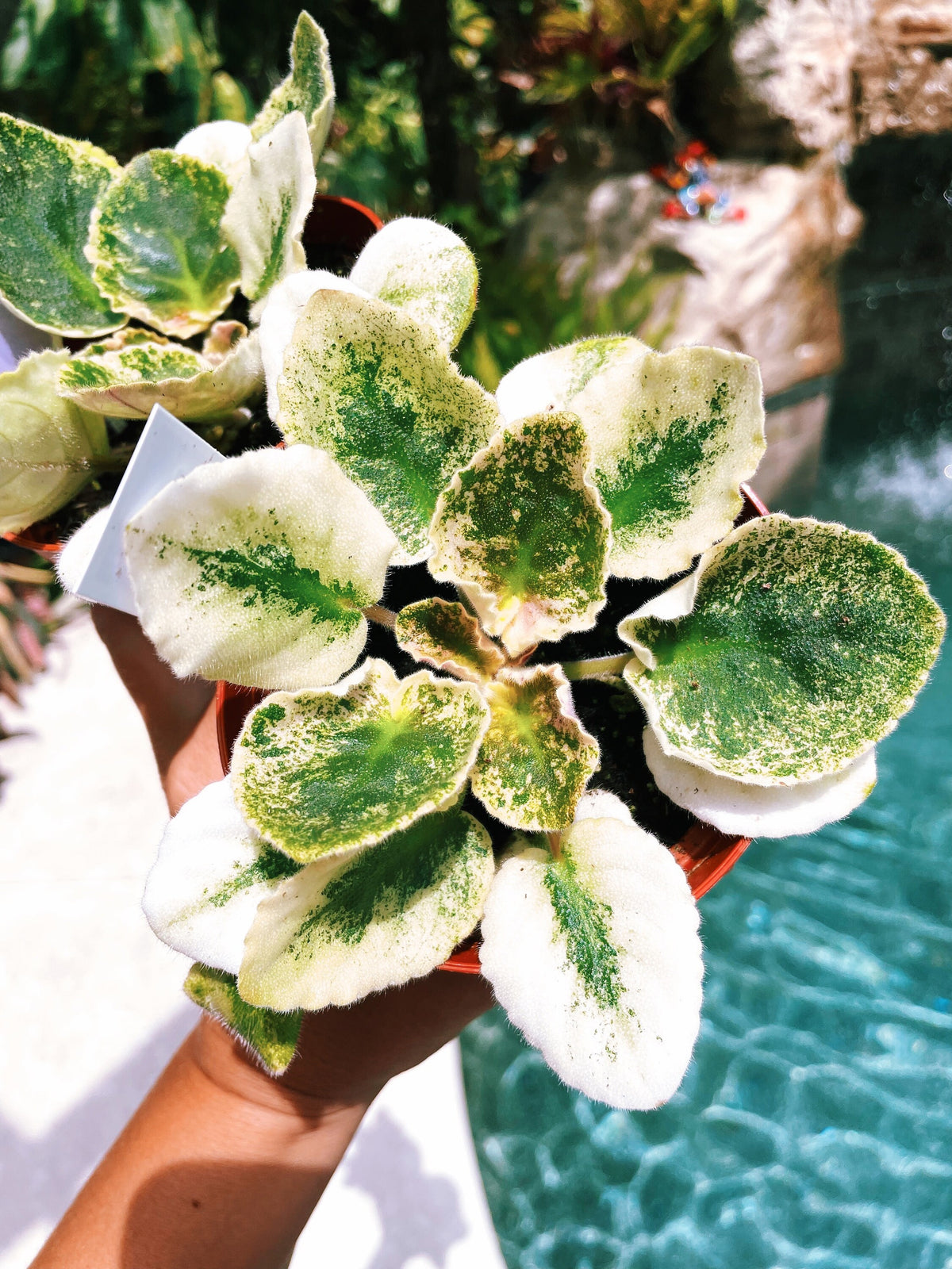 Live house plant variegated fantasy bloom African Violet Harmonys Love Bug garden 4” pot flower Potted gift