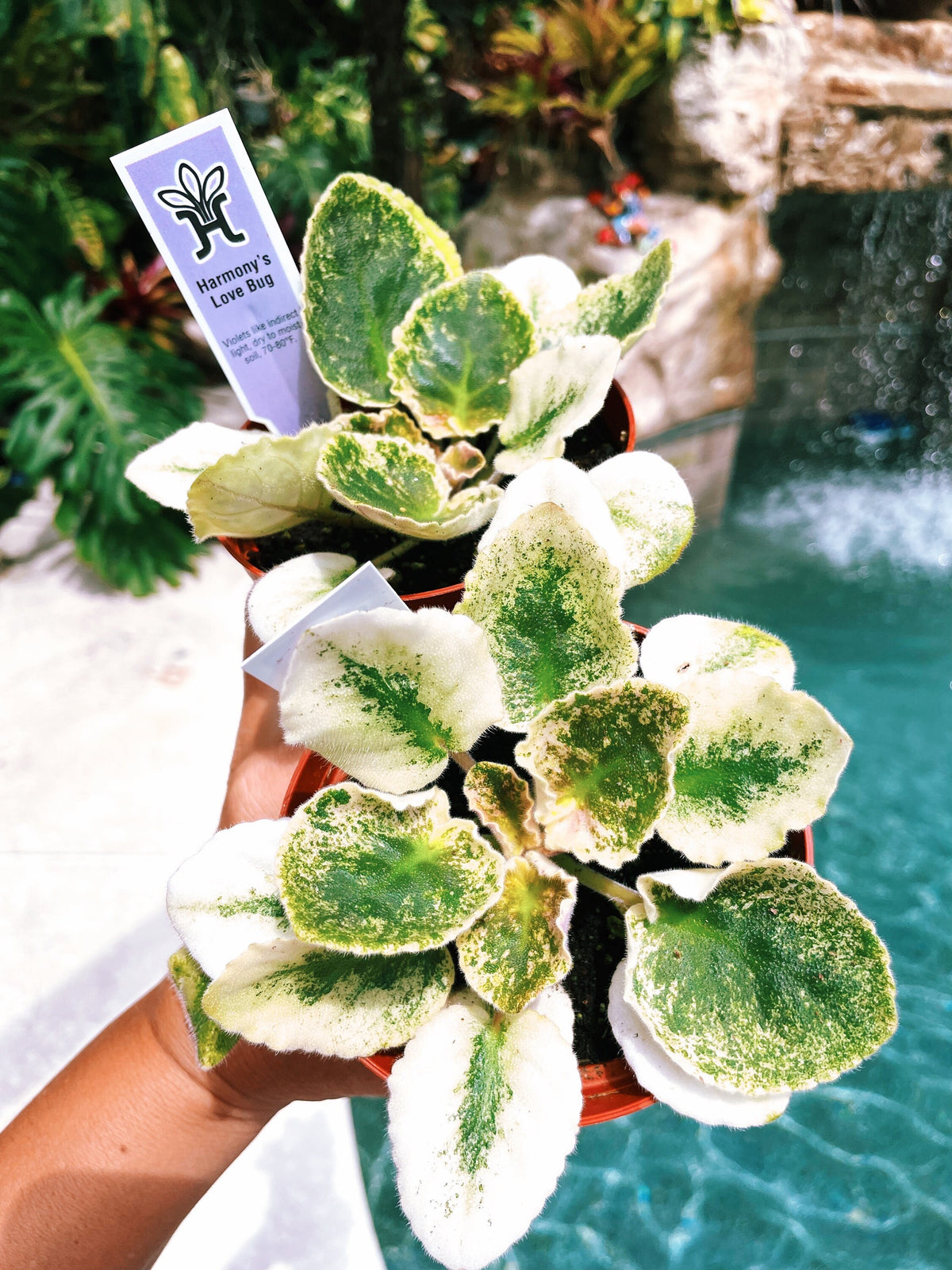 Live house plant variegated fantasy bloom African Violet Harmonys Love Bug garden 4” pot flower Potted gift