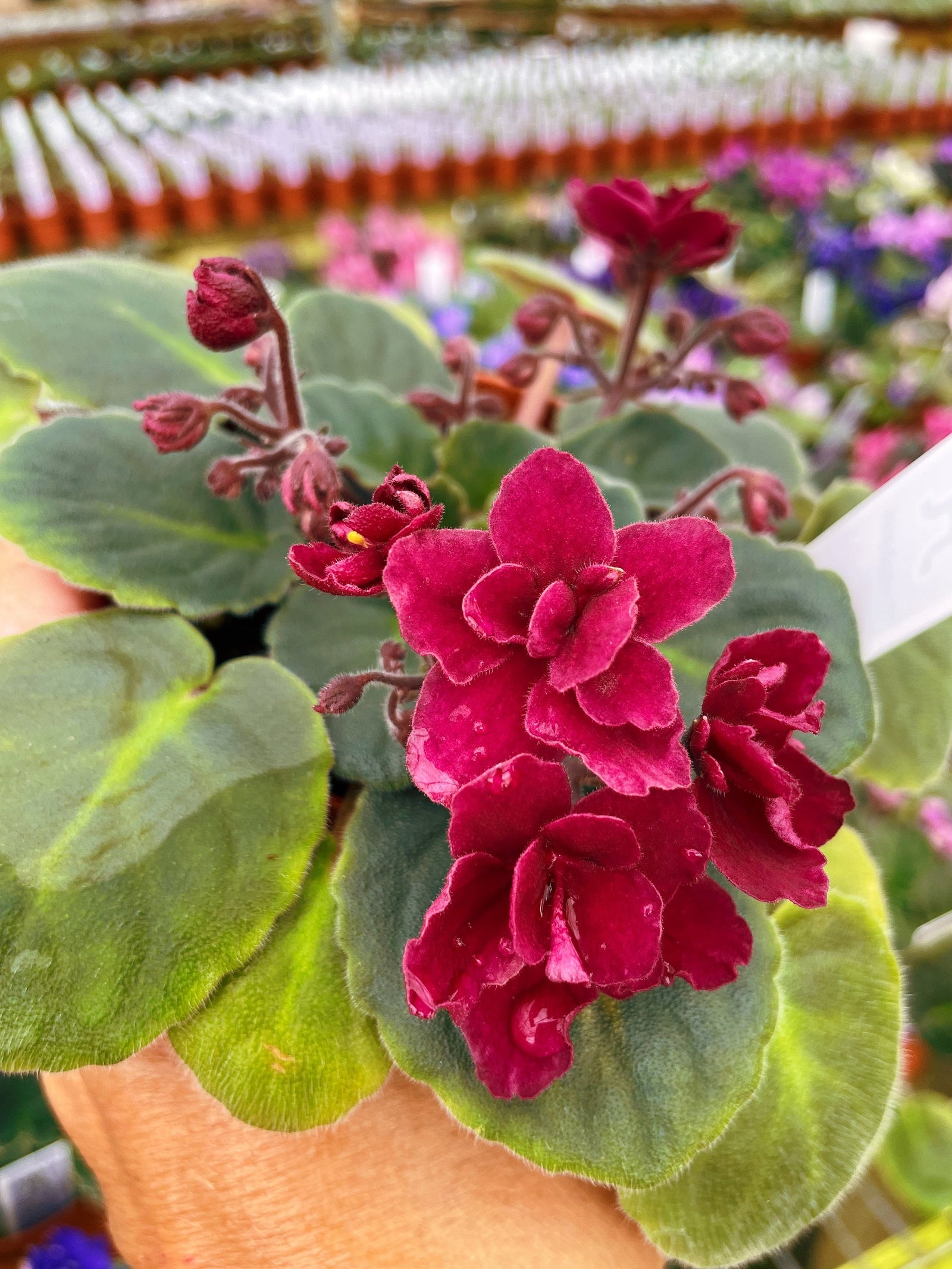 Live house plant bloom Red African Violet Harmonys Tomahawk garden 4” pot flower Potted gift
