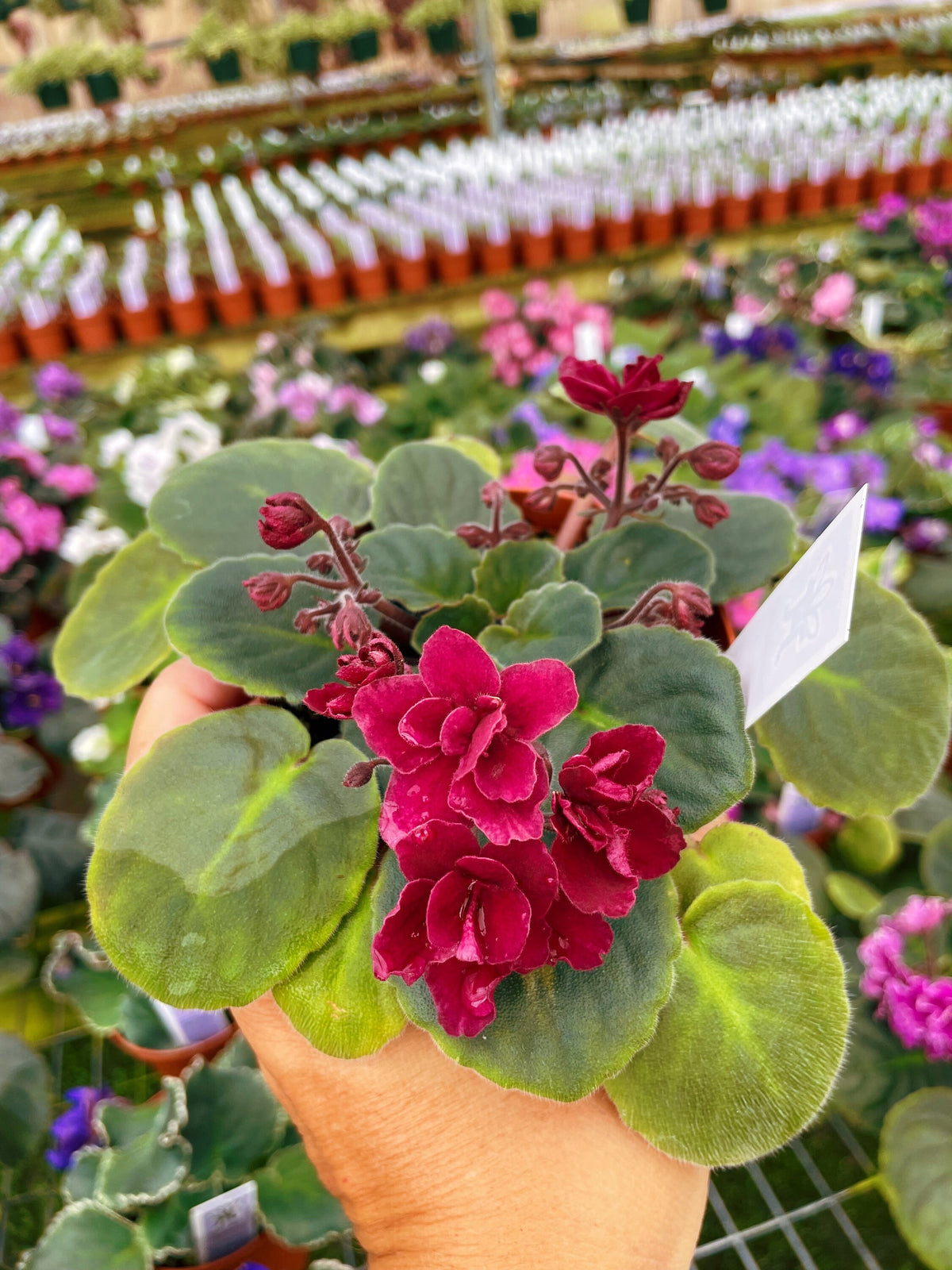 Live house plant bloom Red African Violet Harmonys Tomahawk garden 4” pot flower Potted gift