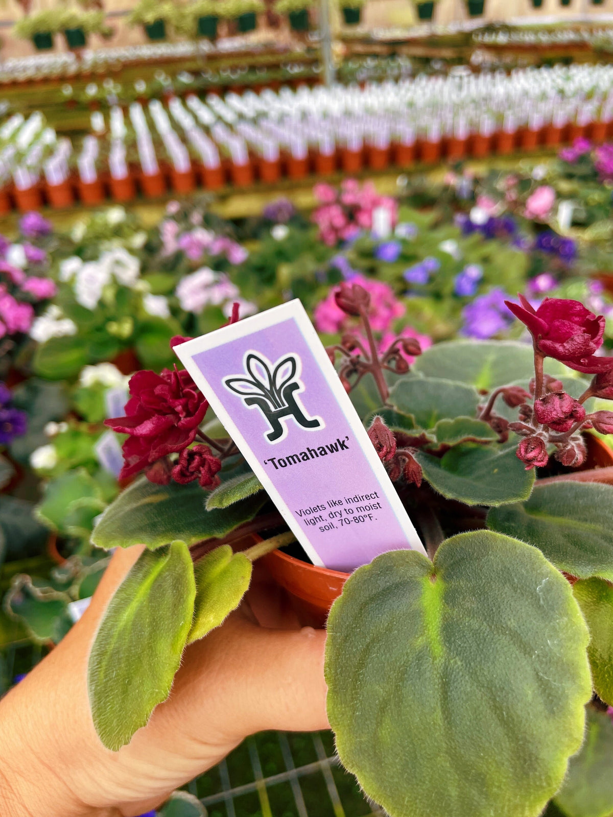 Live house plant bloom Red African Violet Harmonys Tomahawk garden 4” pot flower Potted gift