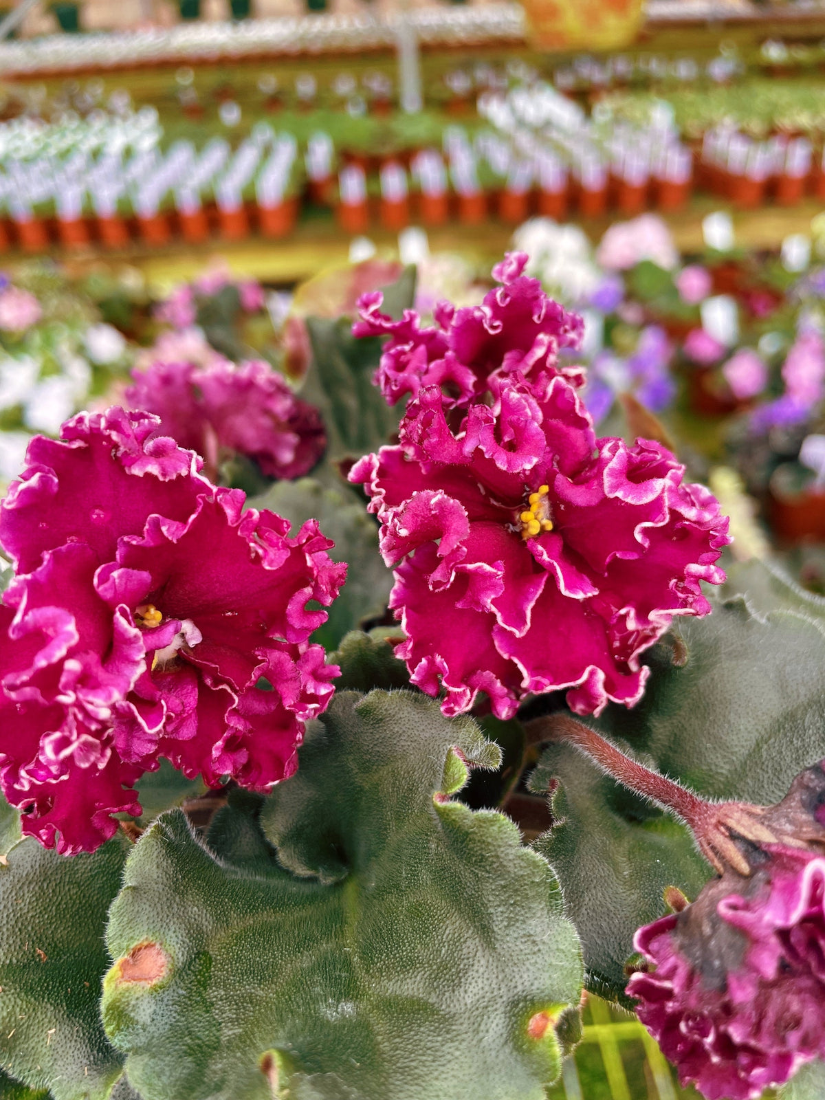 Live house plant bloom Fuchsia African Violet Harmonys VAT Dark Wine garden 4 pot flower Potted gift