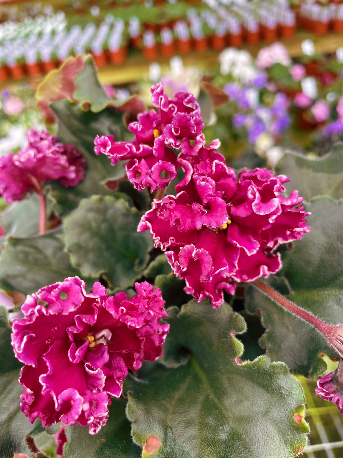 Live house plant bloom Fuchsia African Violet Harmonys VAT Dark Wine garden 4 pot flower Potted gift