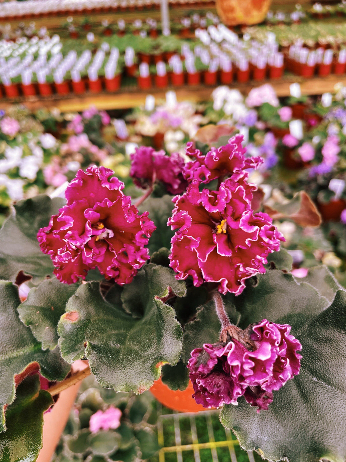 Live house plant bloom Fuchsia African Violet Harmonys VAT Dark Wine garden 4 pot flower Potted gift