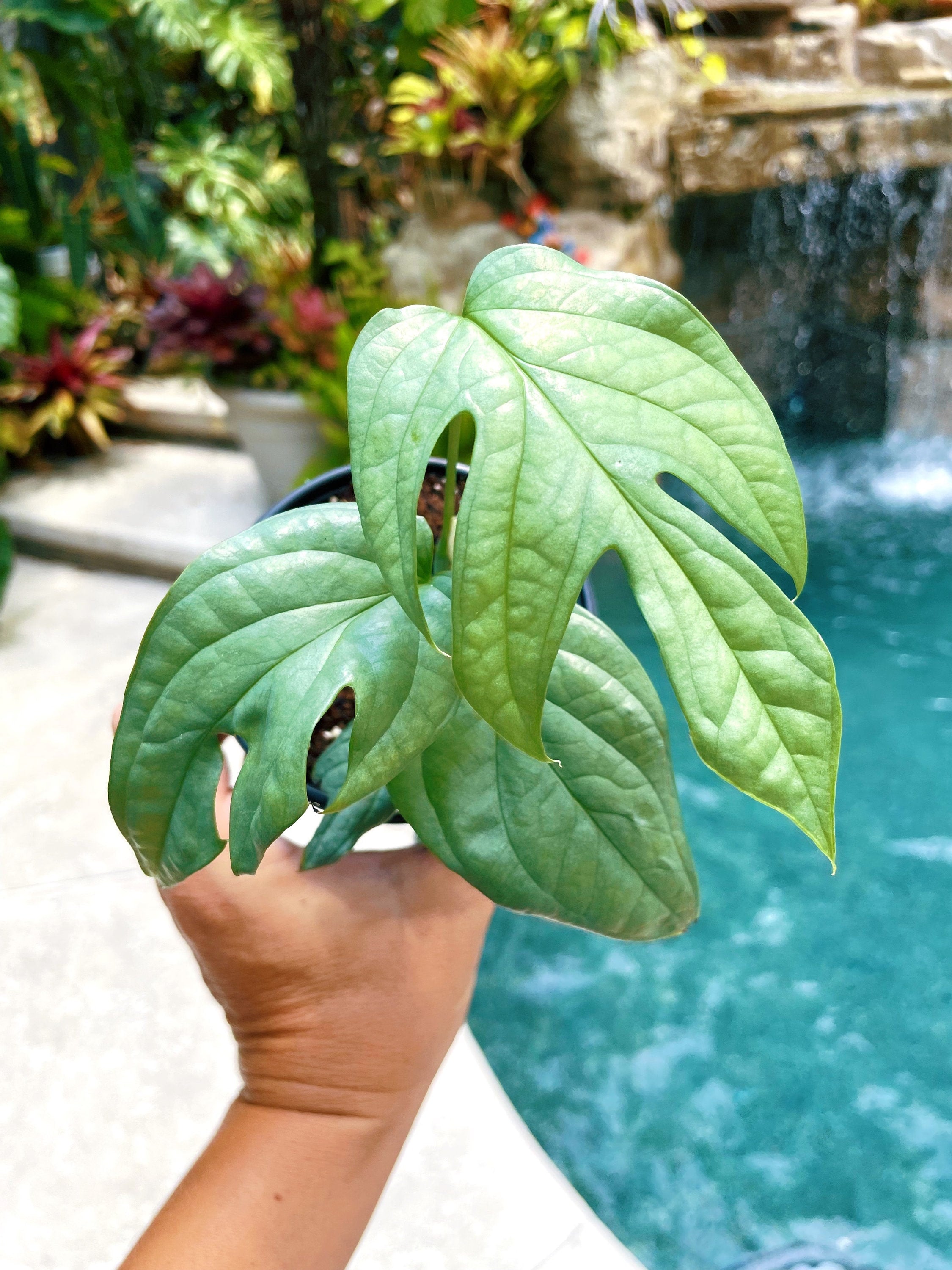 image.title image.title