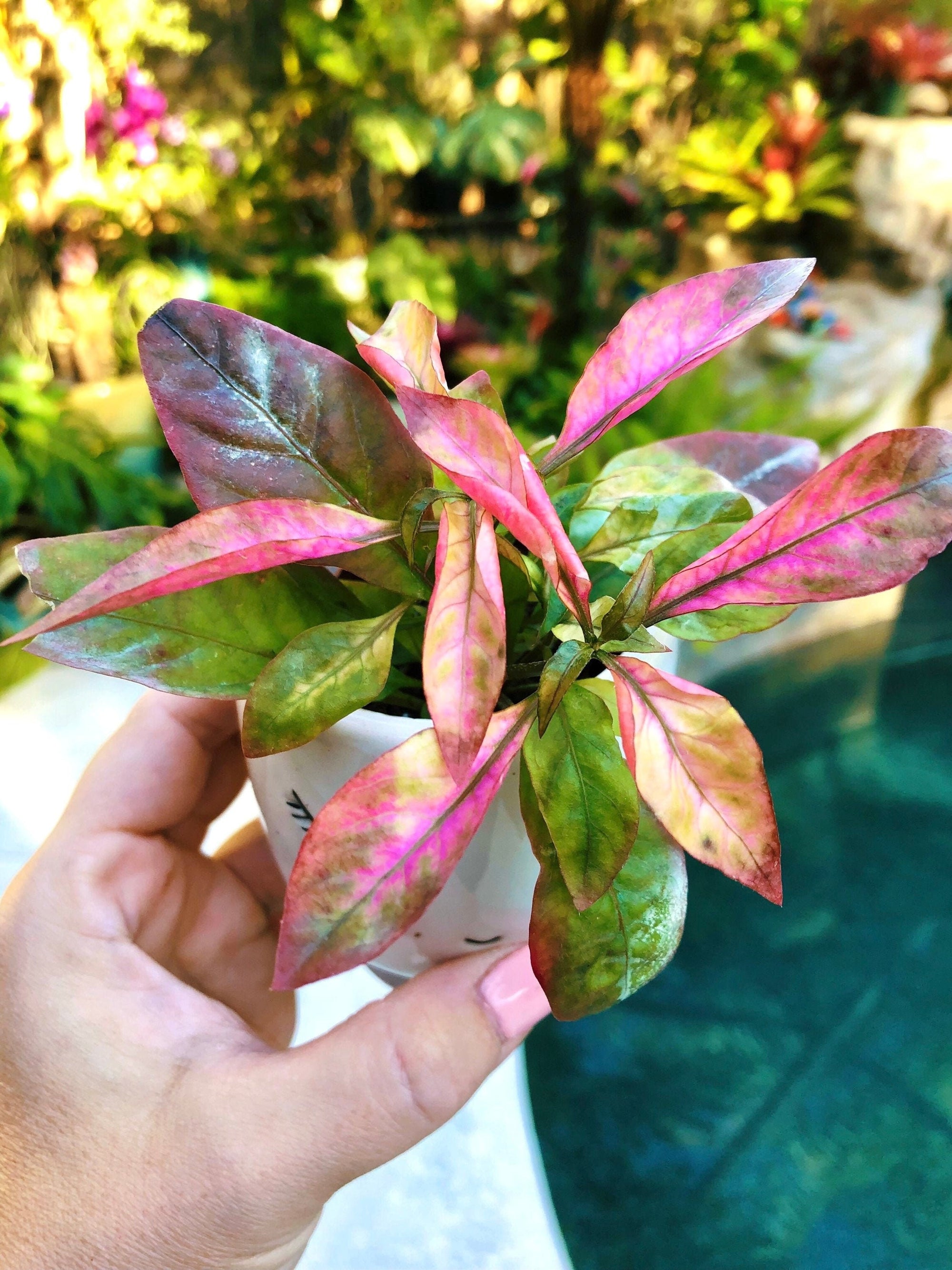 Alternanthera Ficoidea Pink Tie Dye House Plant variegated colorful pixie garden 2 Potted